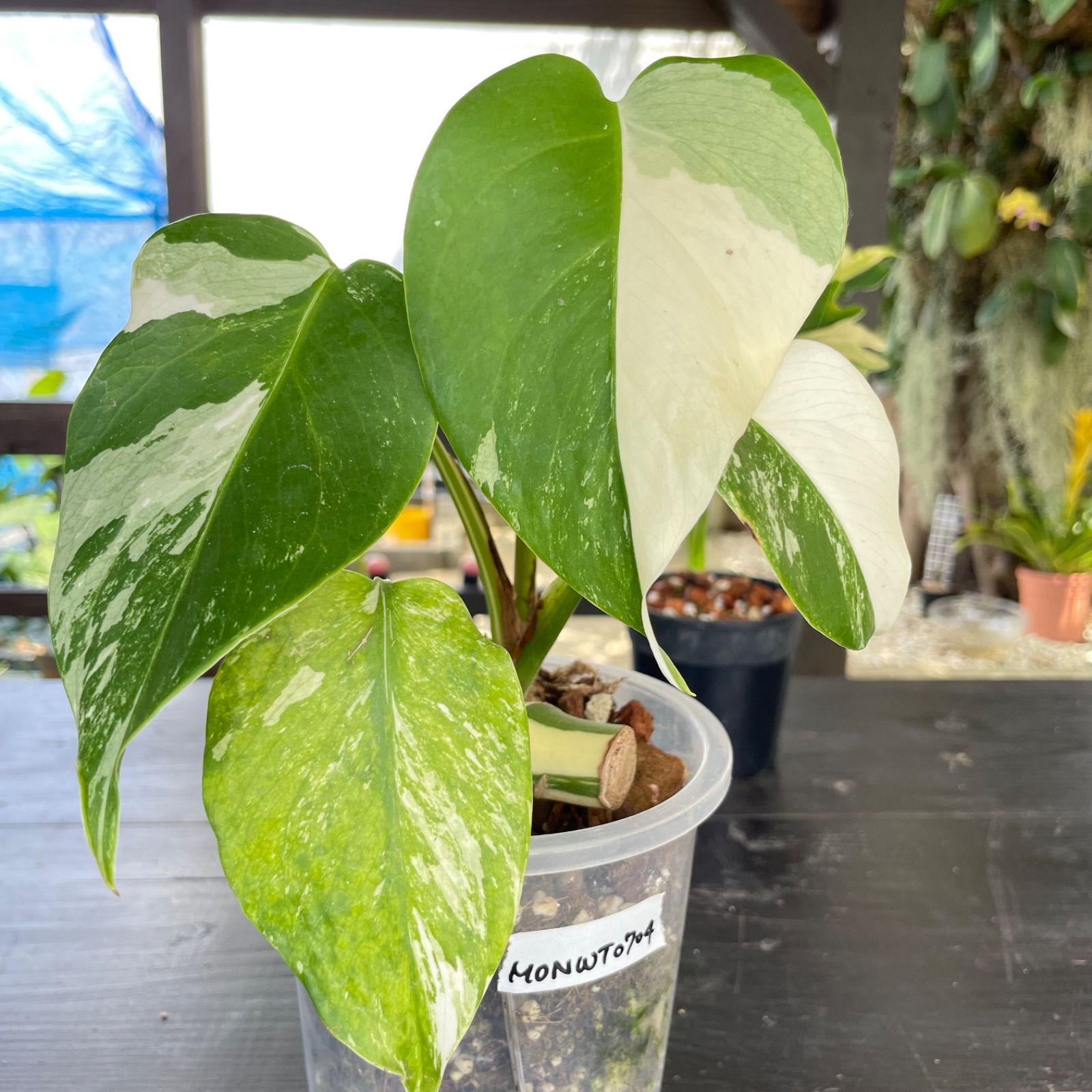 極美斑入り モンステラ ホワイトタイガー 51cm 希少 人気 観葉植物 最高級 超希少 極斑入り モンステラ ボルシギアナ ホワイト