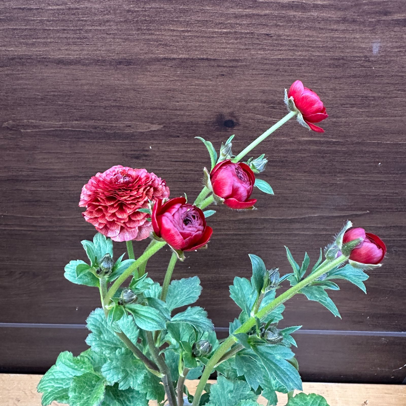 開花株】ラナンキュラスラックス アリアドネ 10.5cmポット苗《3/12