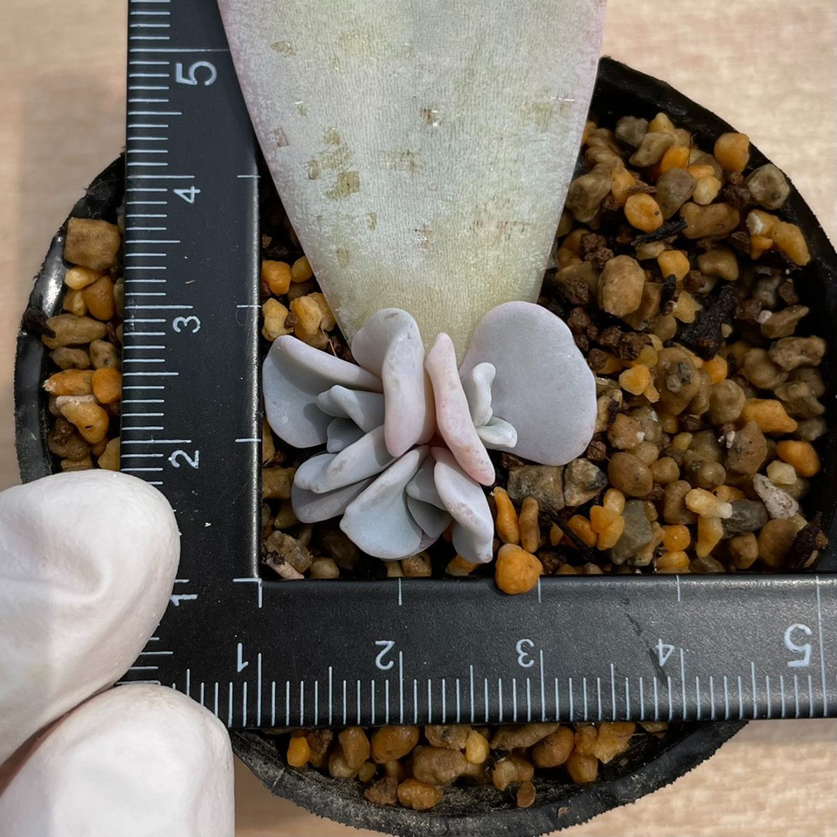 ❤️専用出品❤️✨メルカリ便✨クリスペートビューティー ❤️抜き苗