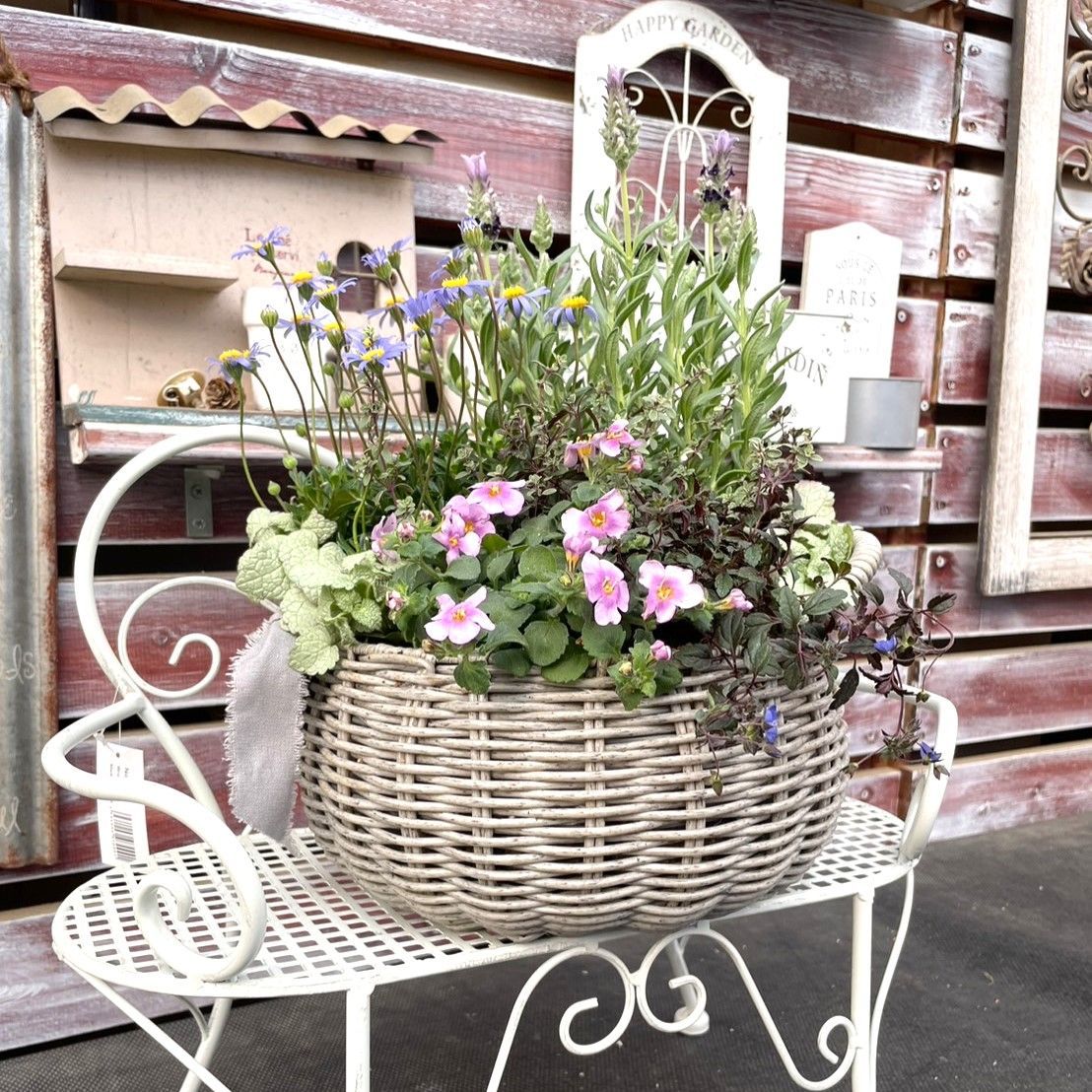 寄せ植えセット(土付き) 】ラベンダー × グレー 寄せ植え YouTube