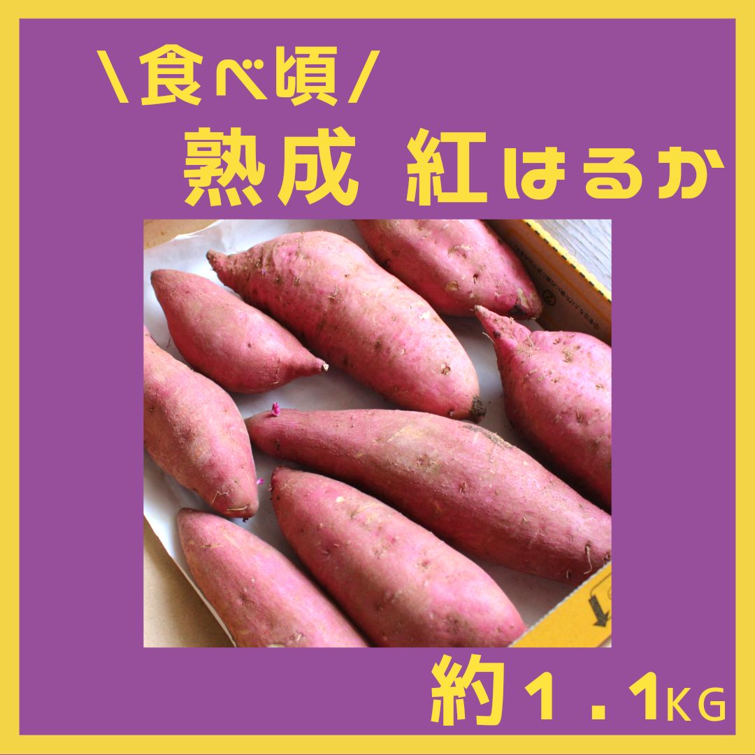 今が食べ頃！甘くておいしい紅はるか｜使いやすい約1.1～1.2kg｜農薬不