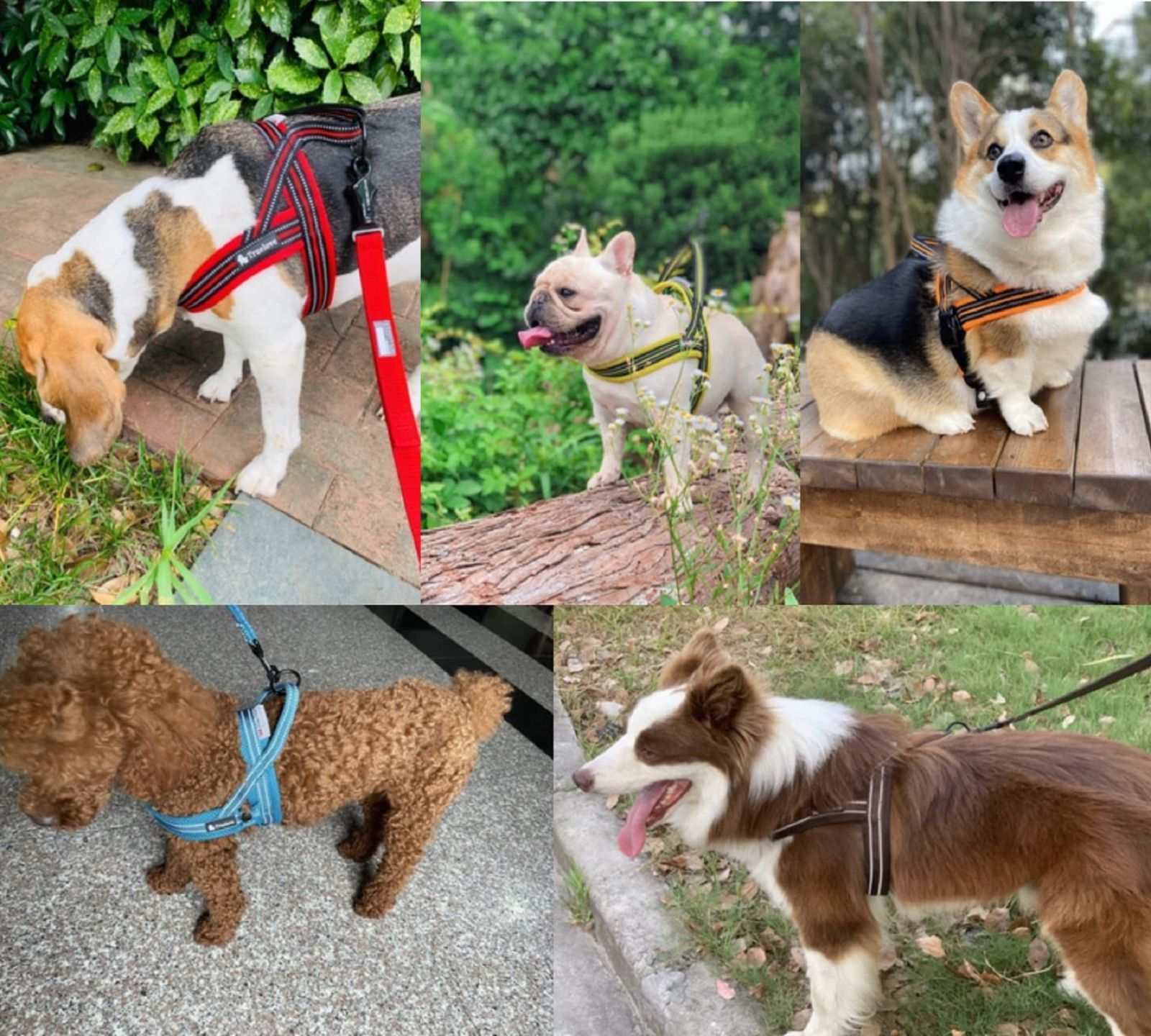 【在庫セール】3M反射材料 ハーネスリード 訓練 ペット用品 ナイロン製 ドッグ 小型犬、中型犬、大型犬に向け 犬用胴輪 通気性 犬用ハーネス 調節可能 LOVE日本授権店 夏に対応 TRUE (XXXS 喉に優しい犬ハーネス ロイヤルブルー) cocoma