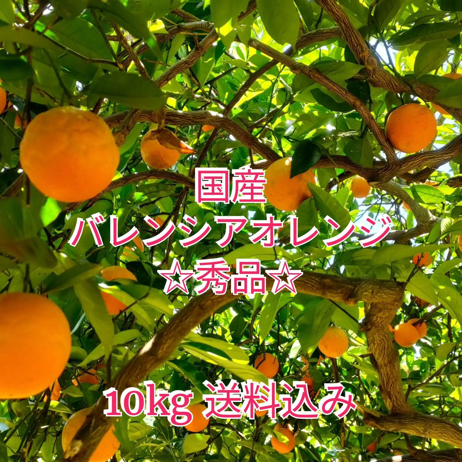 国産オレンジバレンシアオレンジ10kg  秀品減農薬大特価柑橘有田みかん