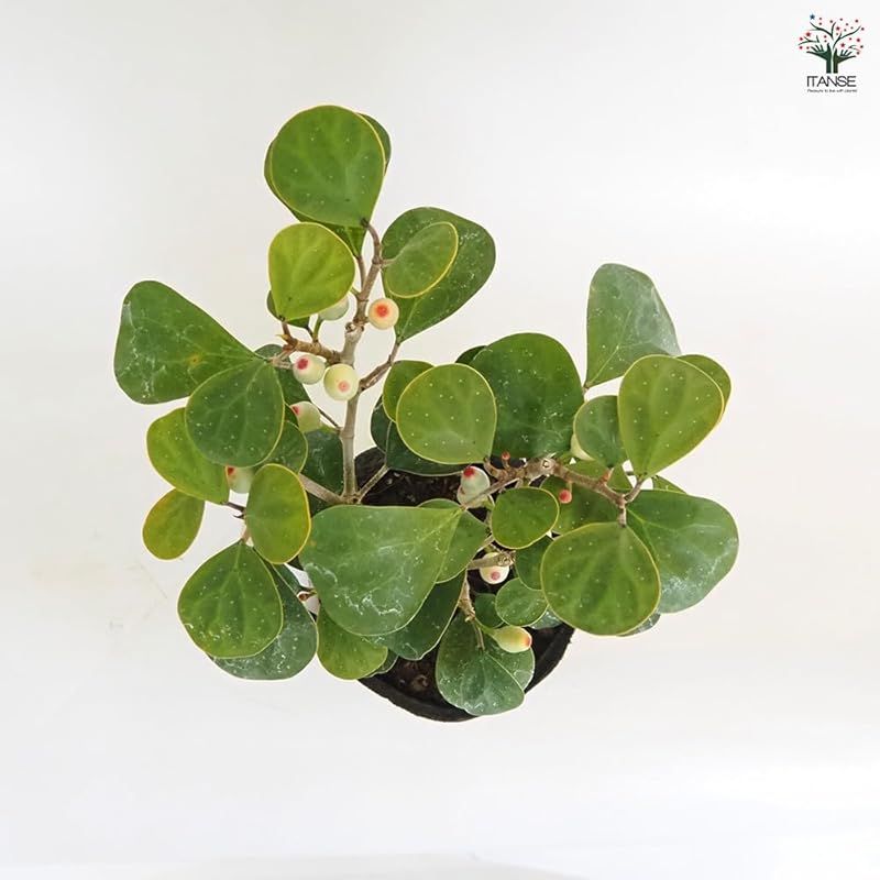 ＩＴＡＮＳＥ フィカス ゴールドコイン 3号 1個売り 観葉植物 学名 Ficus deltoidea クワ科 原生地 インド～東南アジア 和名 小判菩提樹 コバンボダイジュ 葉は丸みのある三角形 表面は厚みがあり濃い緑色 葉脈が根元から放射 0 YUZUMIYA_COM