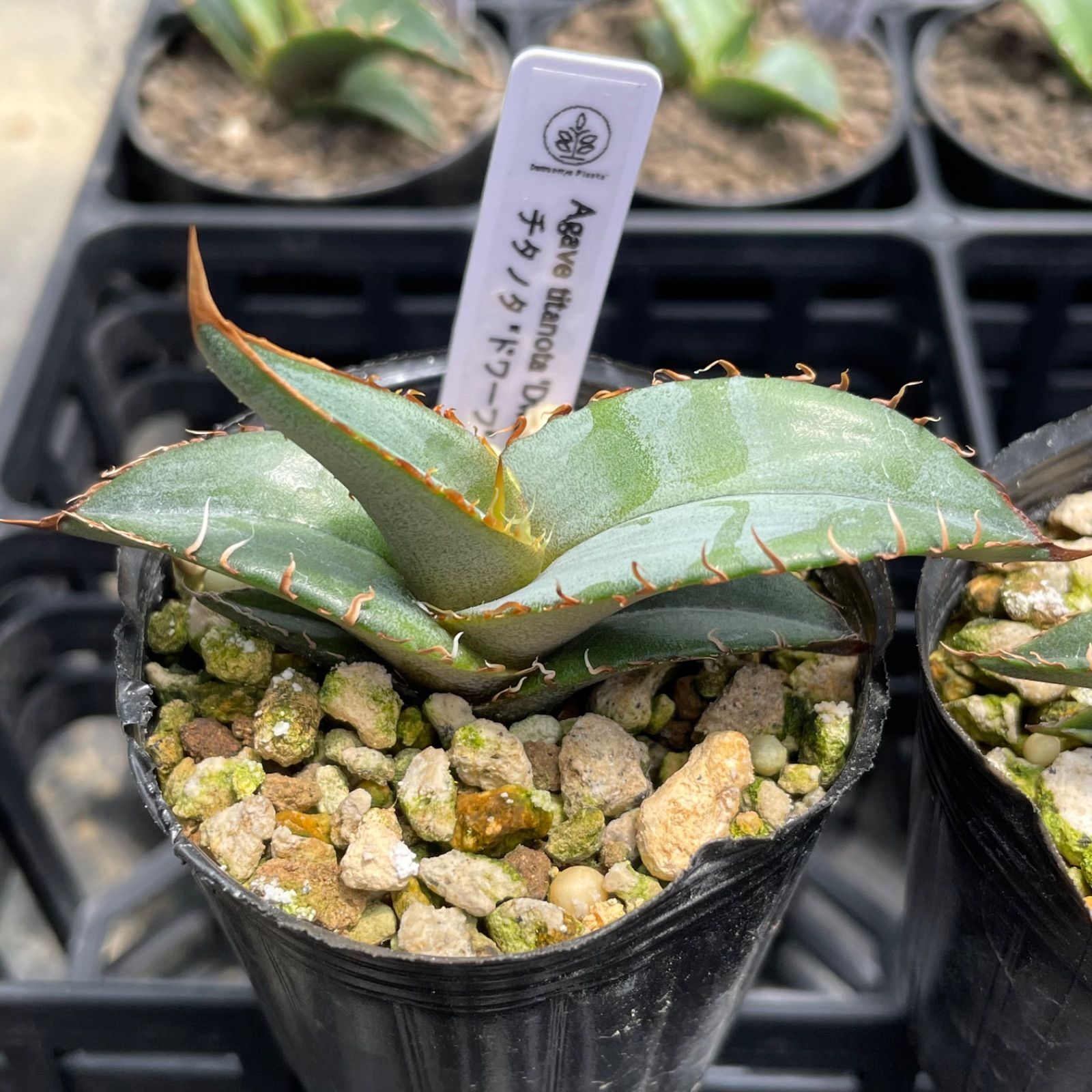 アガベセット32：チタノタ ドワーフ 実生6株 Agave titanota 'Dwarf' - メルカリ