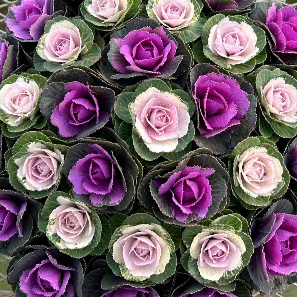 ミニ葉牡丹の寄せ植え 10号鉢 - メルカリ