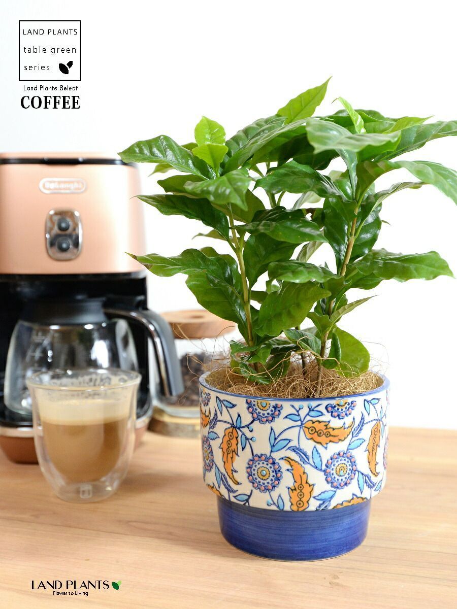 コーヒーの木」の人気商品一覧 | 安い商品を通販サイトから探す - 価格.