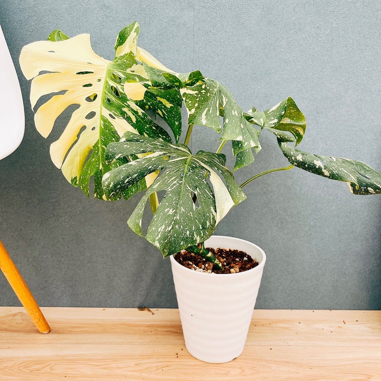 現品］【希少】83番 モンステラ デリシオーサ 斑入り レア 注文 観葉