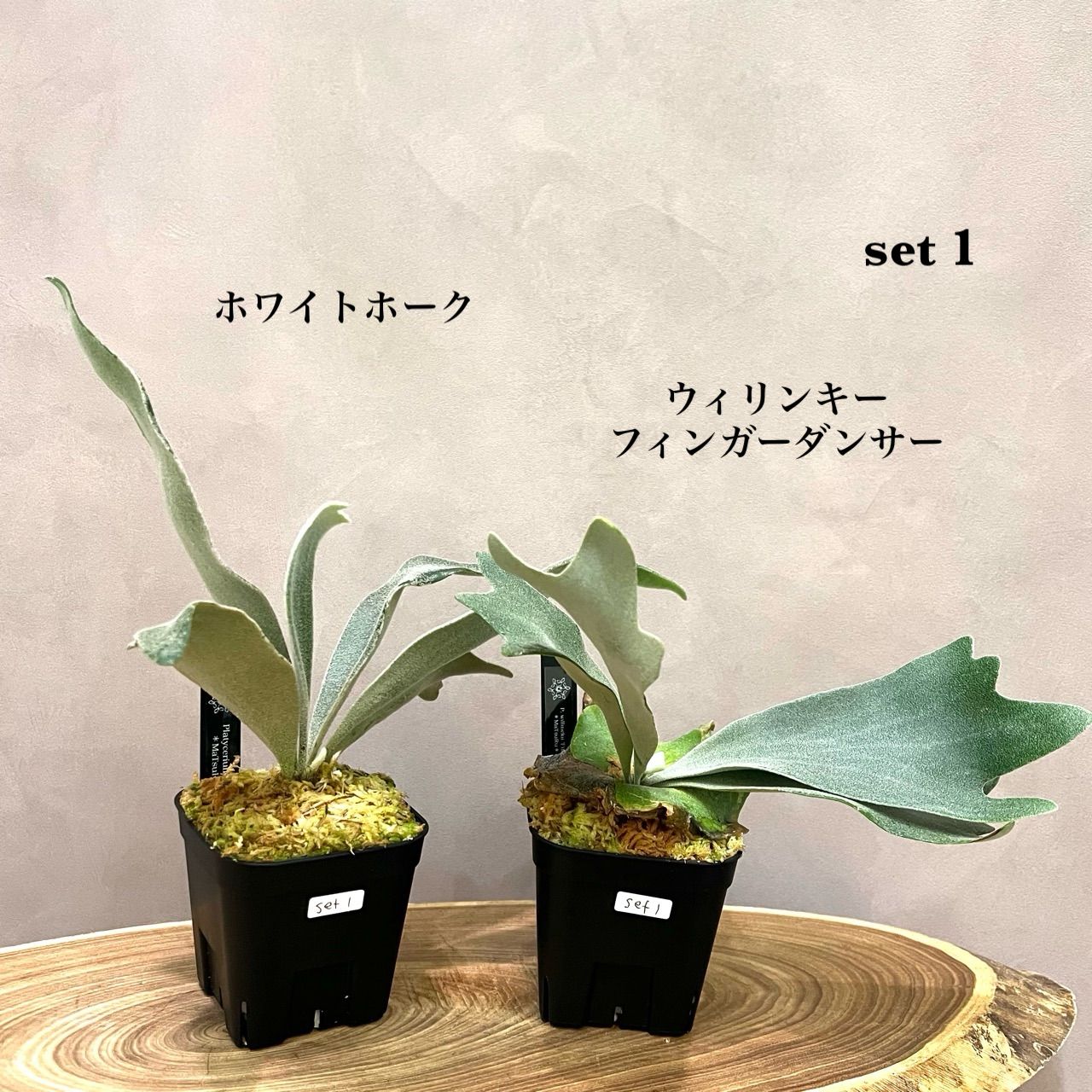 ビカクシダ 2種セット【ホワイトホーク＆フィンガーダンサー】胞子培養 