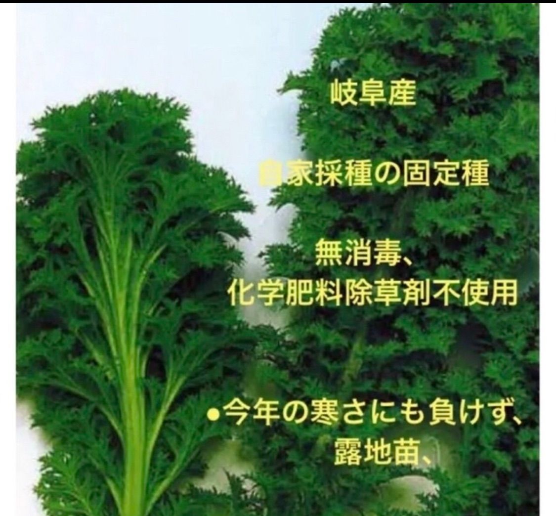 九条ねぎ苗農薬不使用除草剤無し - 野菜