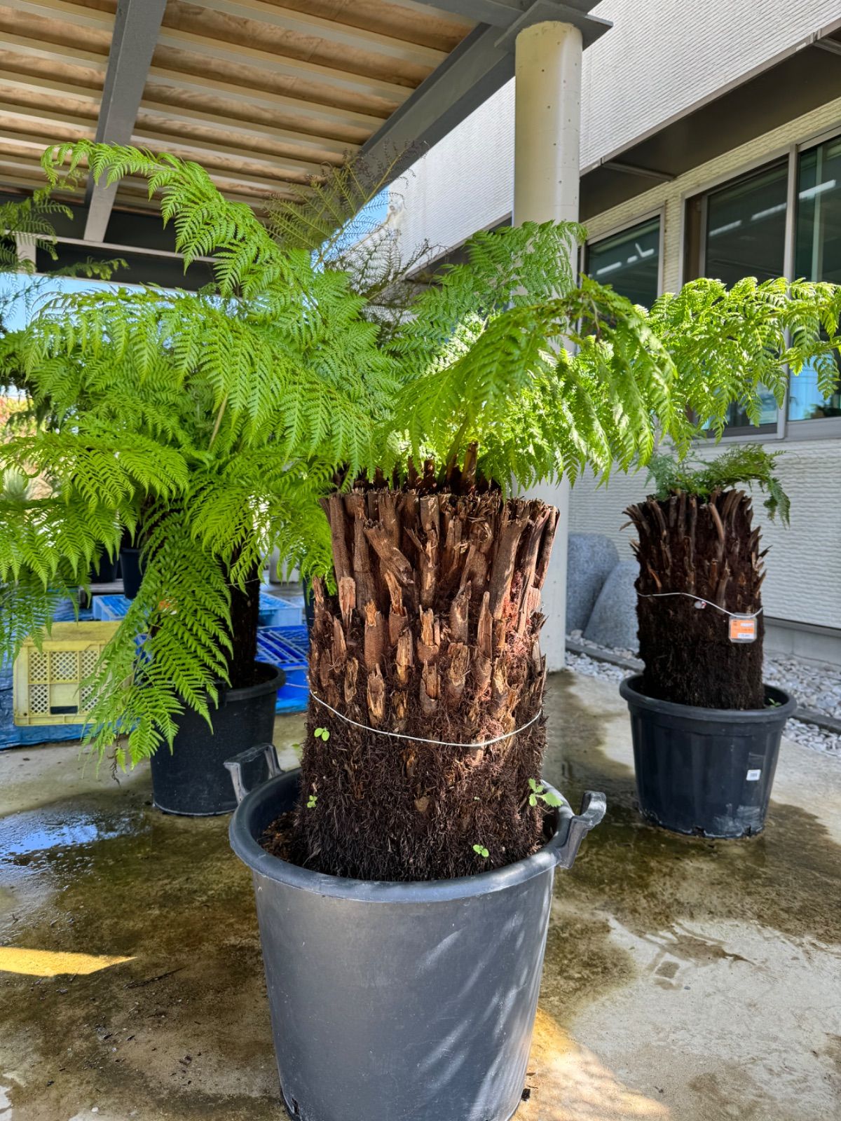 現品】大株 ディクソニア アンタルティカ 17号相当 発根済 PT番 現品