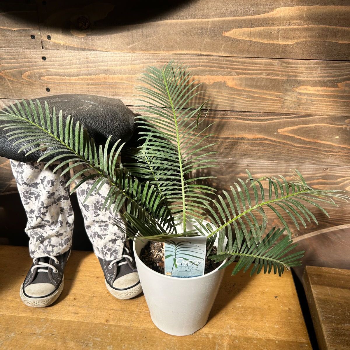 サイカス　タイシルバー　No.001　鉢、送料込　メルカリ便 ソテツ サイカス タイシルバー 【 1鉢販売おまかせ特価 】鉢のまま発送