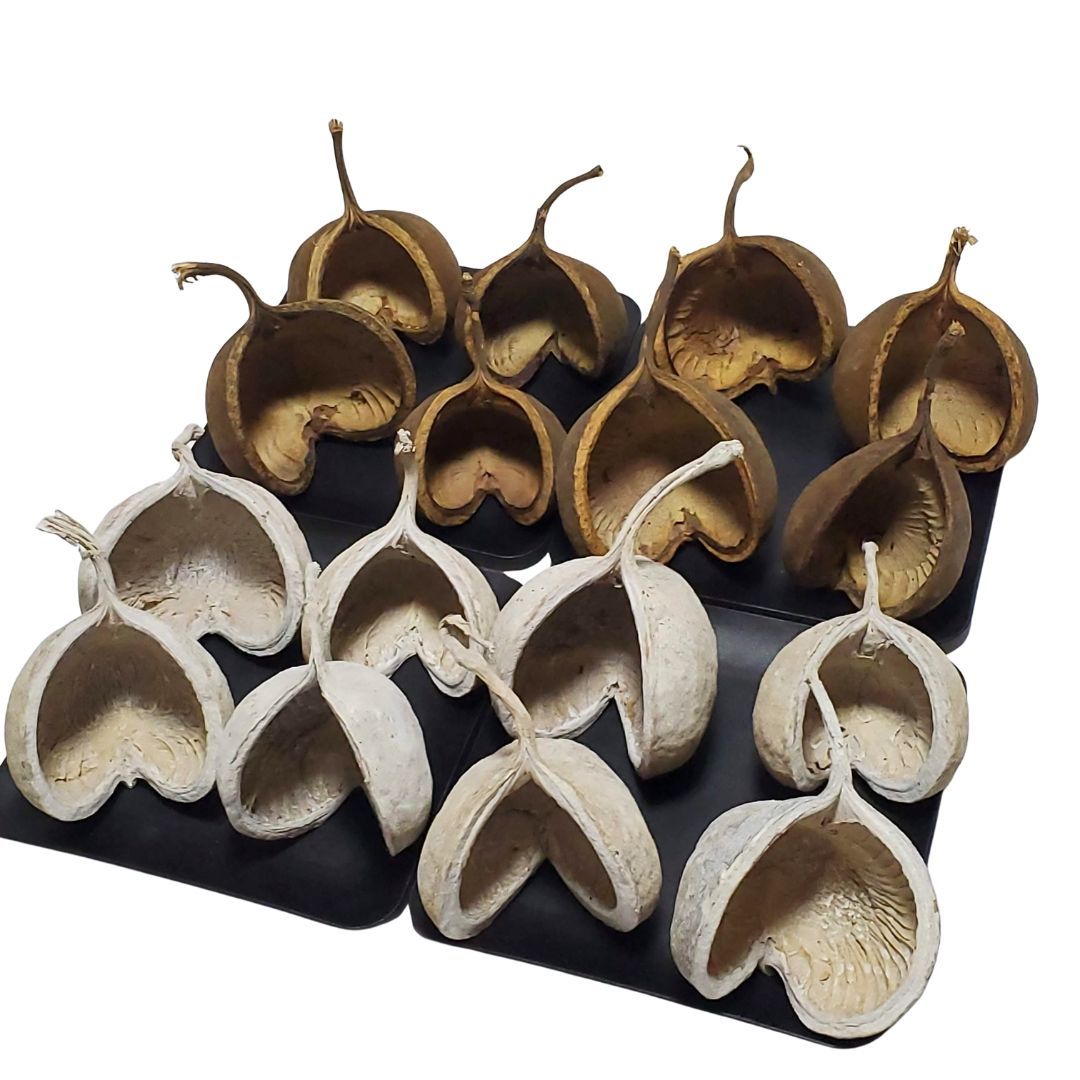 L ウォッシュホワイト＆ナチュラル