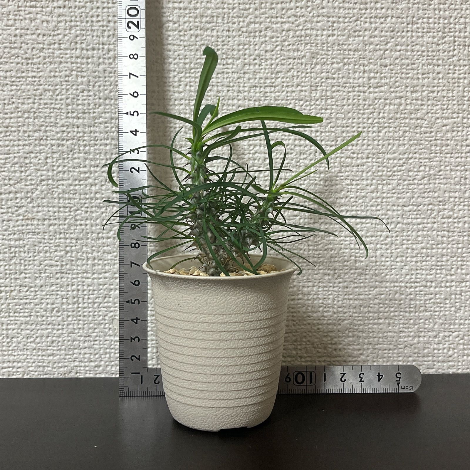 ユーフォルビア　ゴットレベイ　Euphorbia gottlebei