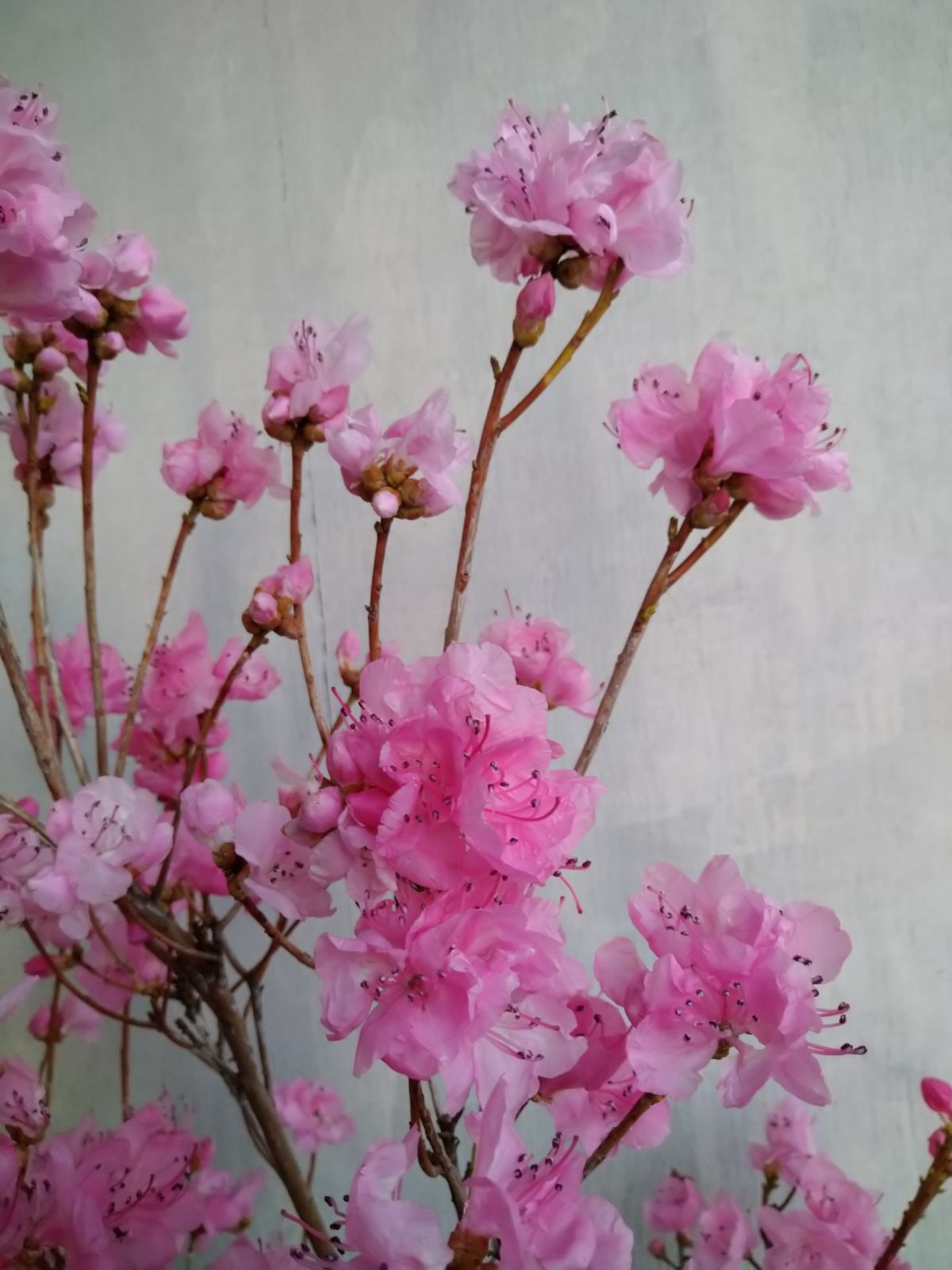 厳選桜ゲンカイツツジ株立ち