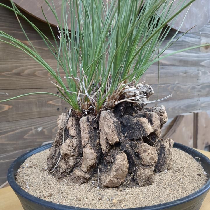 専用出品 特割、リピセット割りカリバナスフーケリー カリバナスフーケリー | STORES