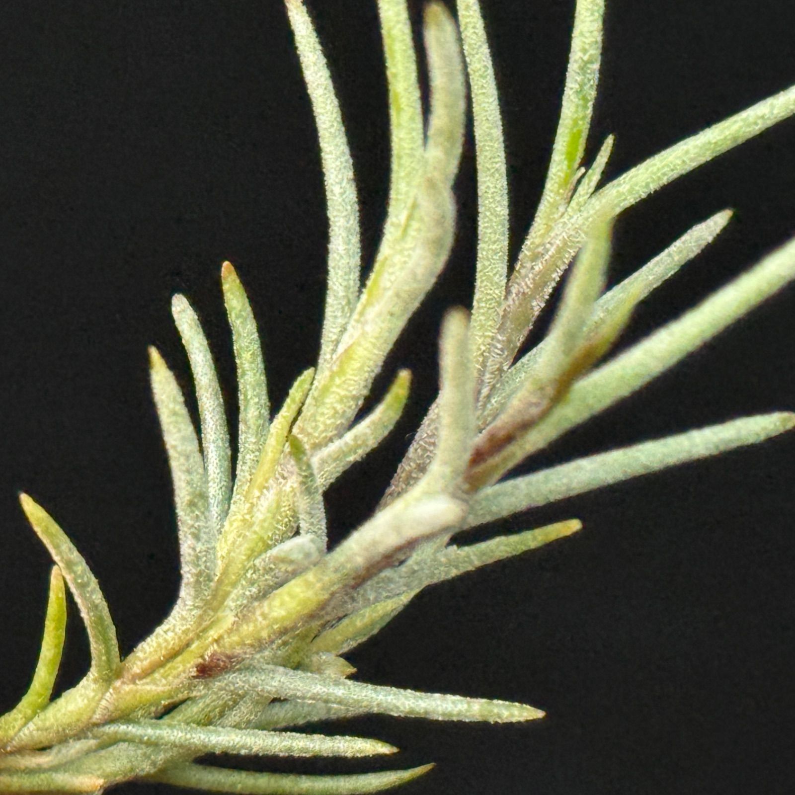 チランジア カピラリス Tillandsia capillaris＊エアプランツ