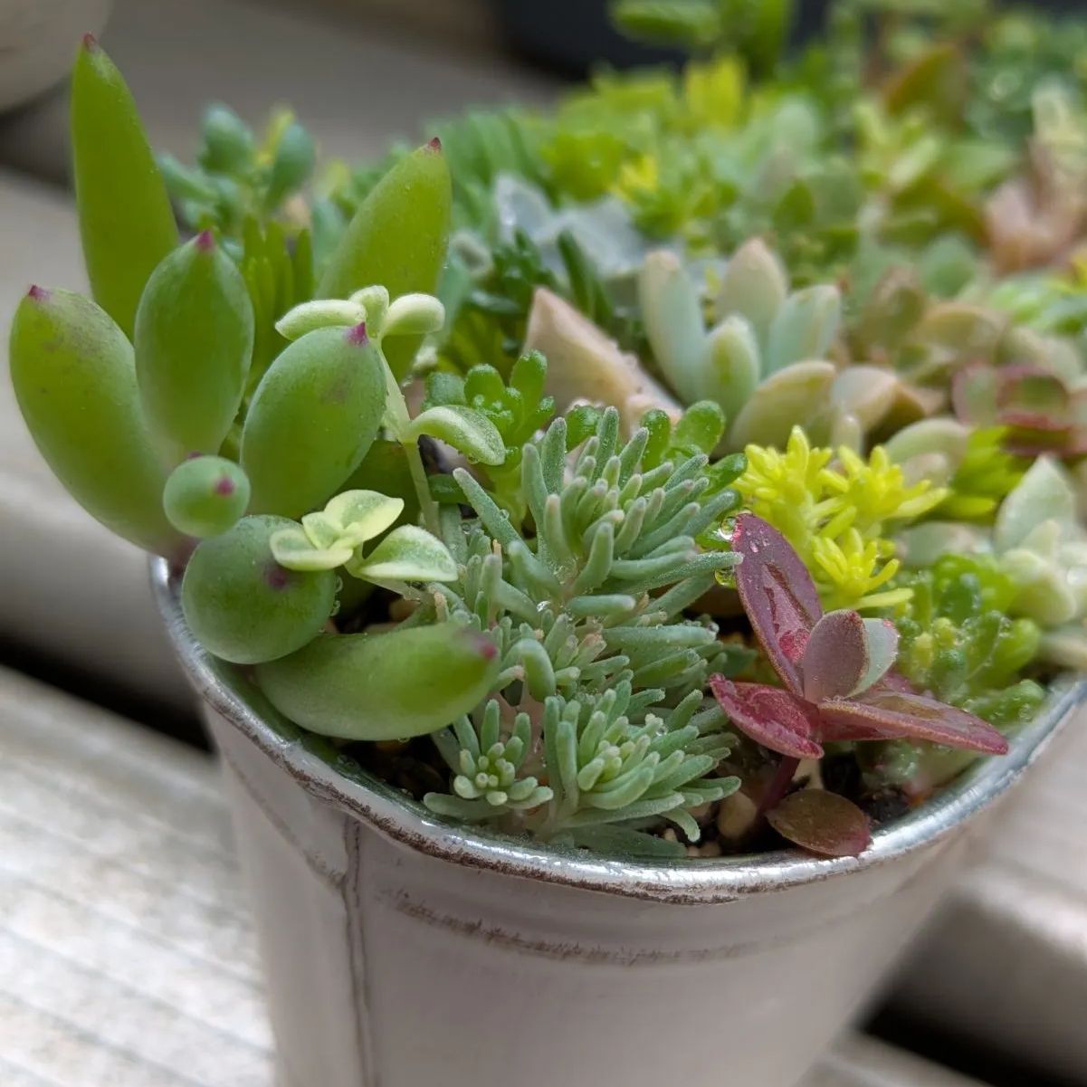 多肉植物 カット苗 春の寄せ植えセット ⑧ 母の日 - メルカリ