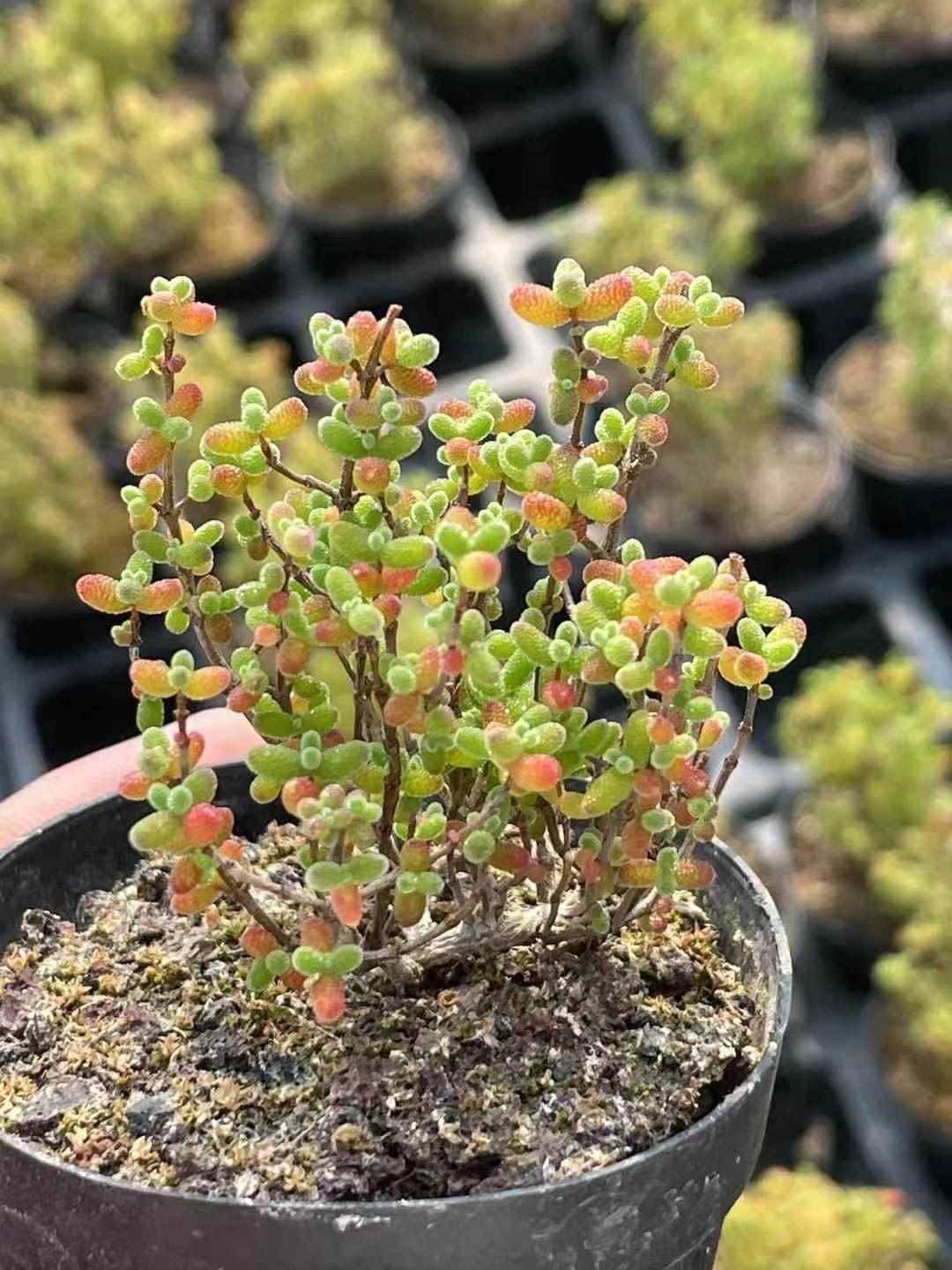 特価❣️多肉植物　ドロサンテマム　キラキラ　ルビー　抜き苗　1株 新入荷 多肉植物 ドロサンテマム キラキラ ルビー 抜き苗 1株