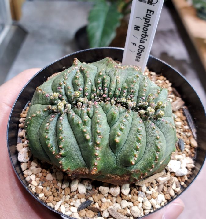 ユーフォルビア　オベサ　綴化　抜き苗発送 超希少 綴化 ユーフォルビア オベサ Euphorbia obesa 良形 選抜