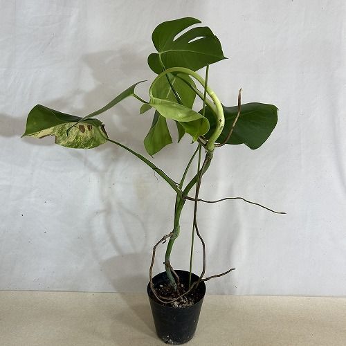 観葉植物 黄斑モンステラ ボルシギアナ オーレア 4号硬質ポット 個体H