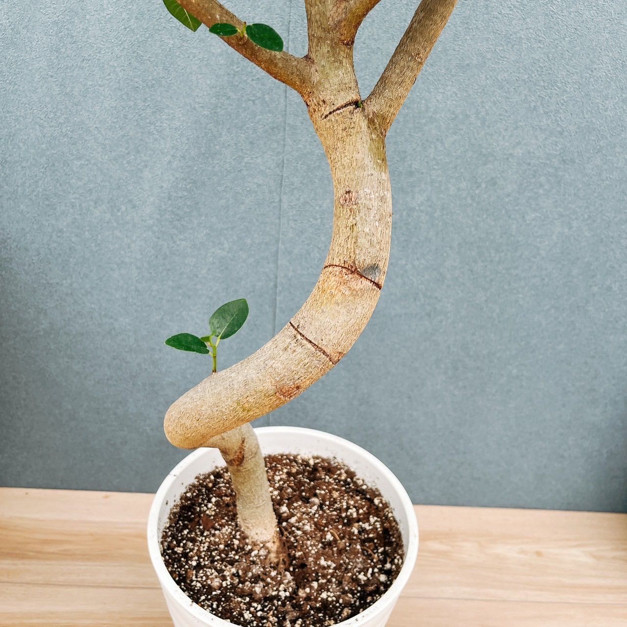 フランスゴムノキ　フィカス　ルビギノーサ　曲がり　① 観葉植物 本物 フランスゴム（フィカス・ルビギノーサ）7号鉢 曲がり樹