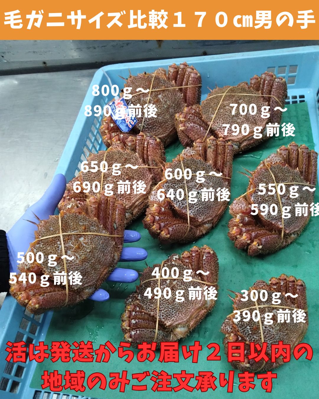 活きたまま 活毛ガニ
