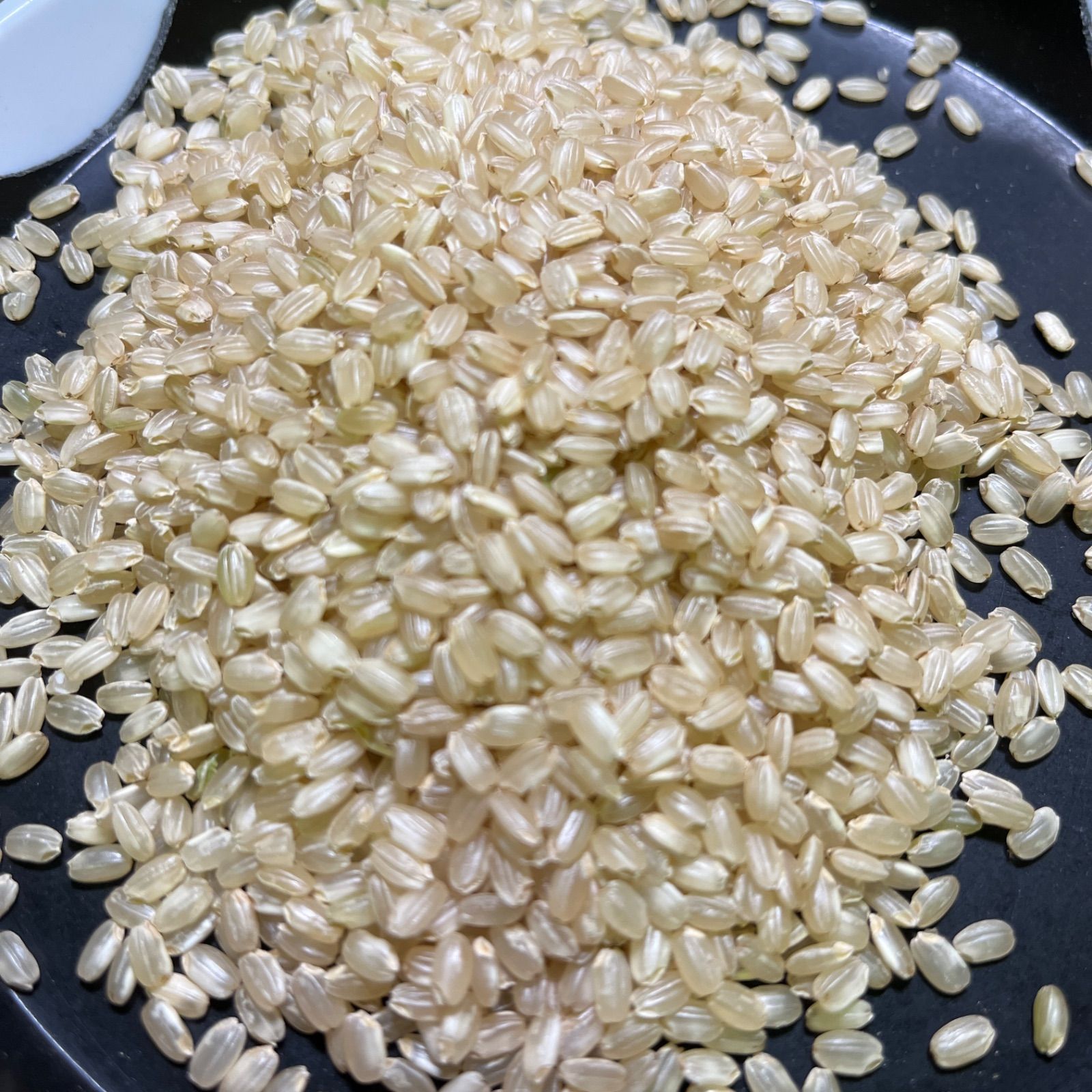 岡山県産朝日米 玄米 10kg 令和7年産＊送料無料 - メルカリ