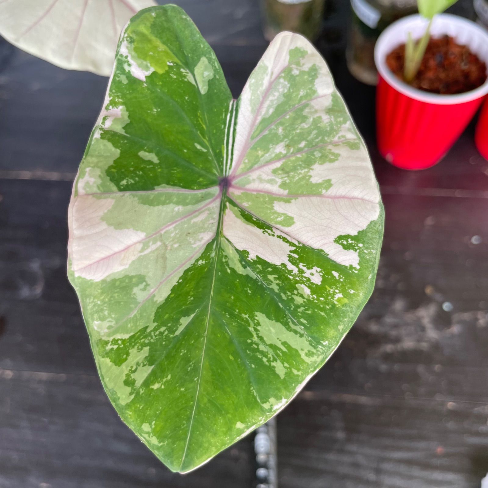 希少美斑コロカシア ファーストピンクcolocasia first pink 【公式通販】