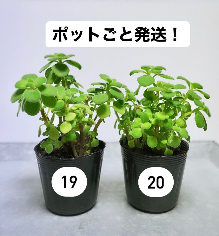 アロマティカス ポットごと発送！無農薬 多肉植物/ハーブ　ｍ24 アロマティカス ポットごと発送！無農薬 多肉植物/ハーブ m24