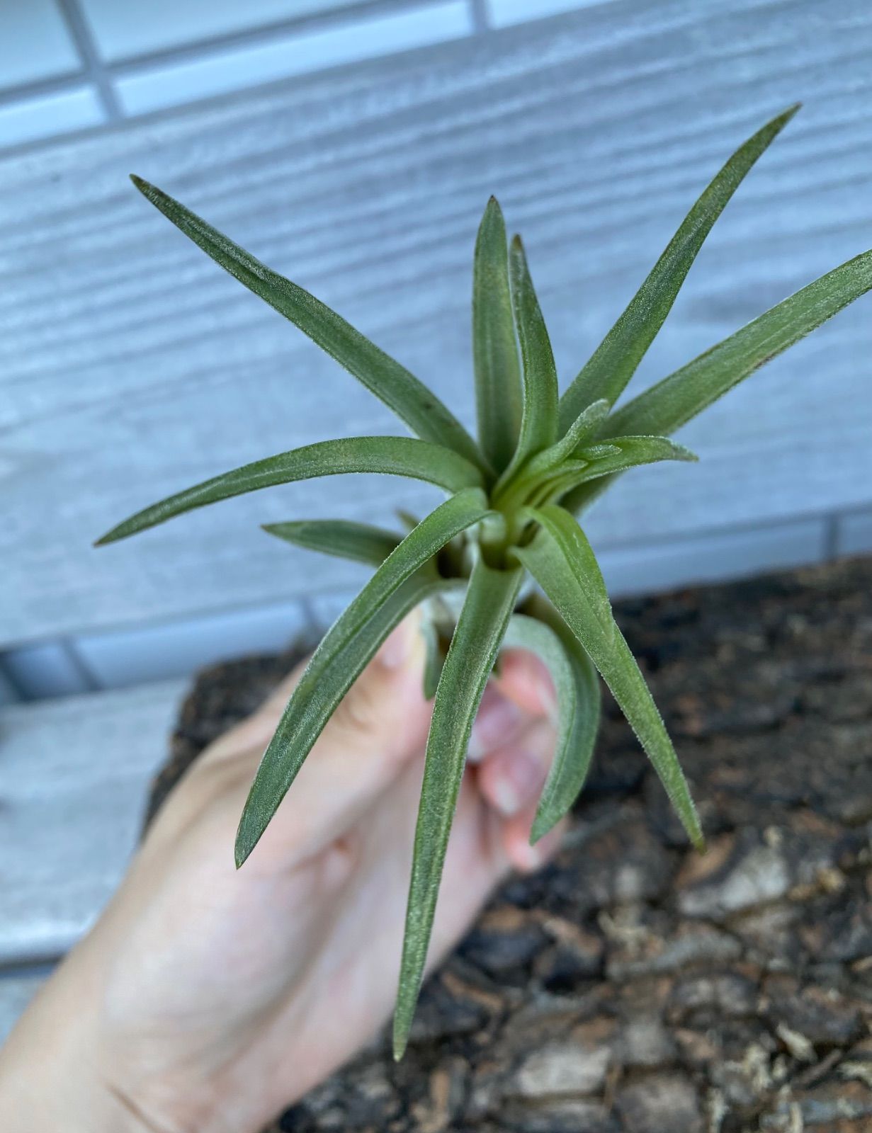 Tillandsia novakii x ionantha Green OLIVIERBERNSTEIN_COM