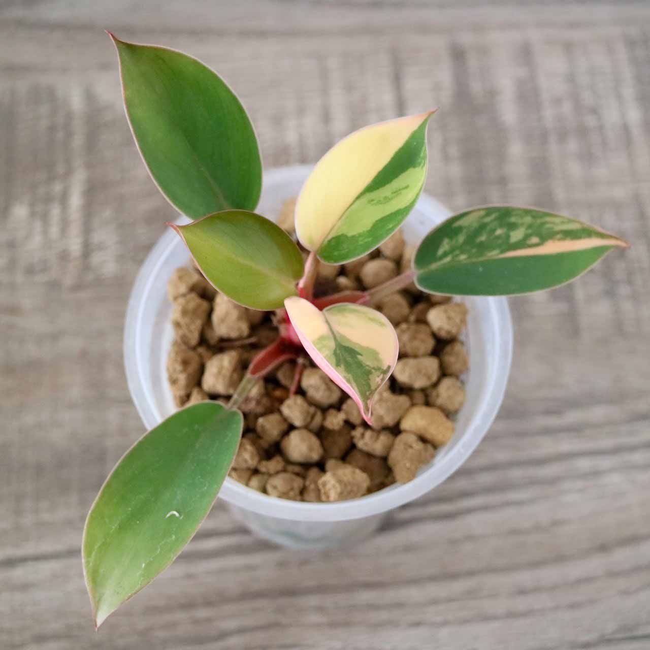 ラスト1株】フィロデンドロン レッドコンゴ 斑入り Philodendron Red Congo Variegated - メルカリ