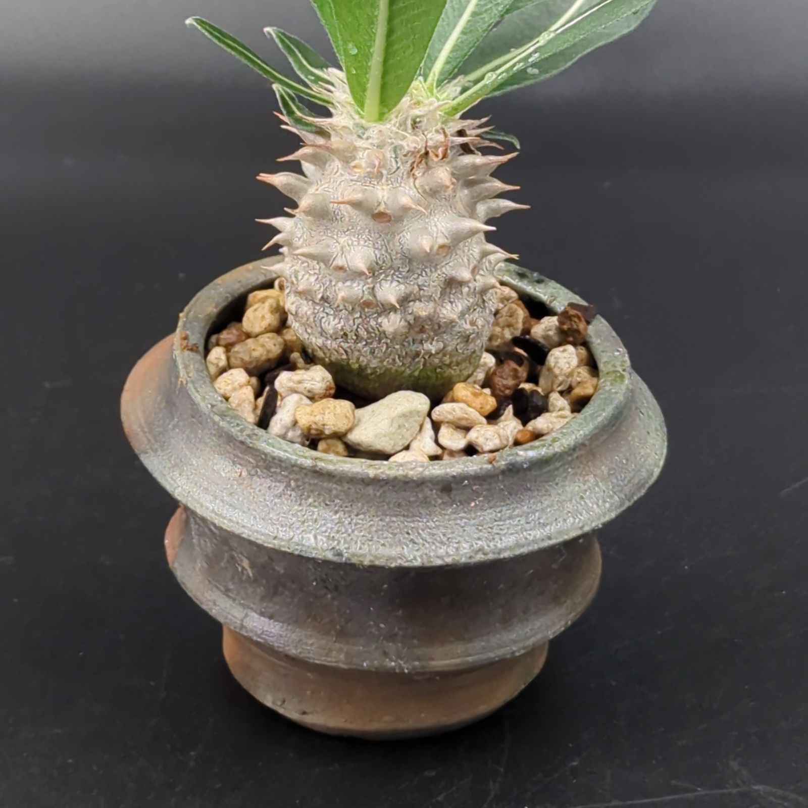 パキポディウム デンシカウレ '恵比寿大黒' *Pachypodium