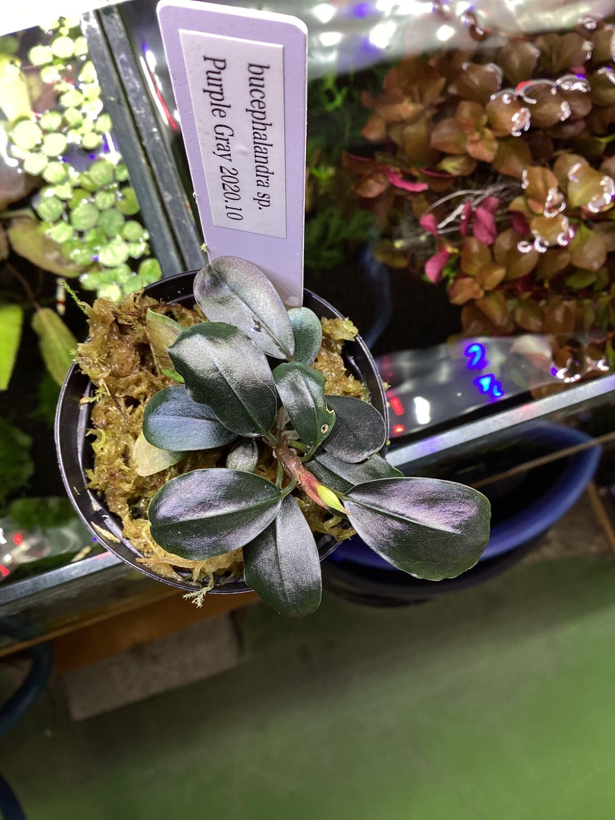 ブセファランドラ sp. パープルグレイ JB2020 10 Bucephalandra sp. Purple Gray