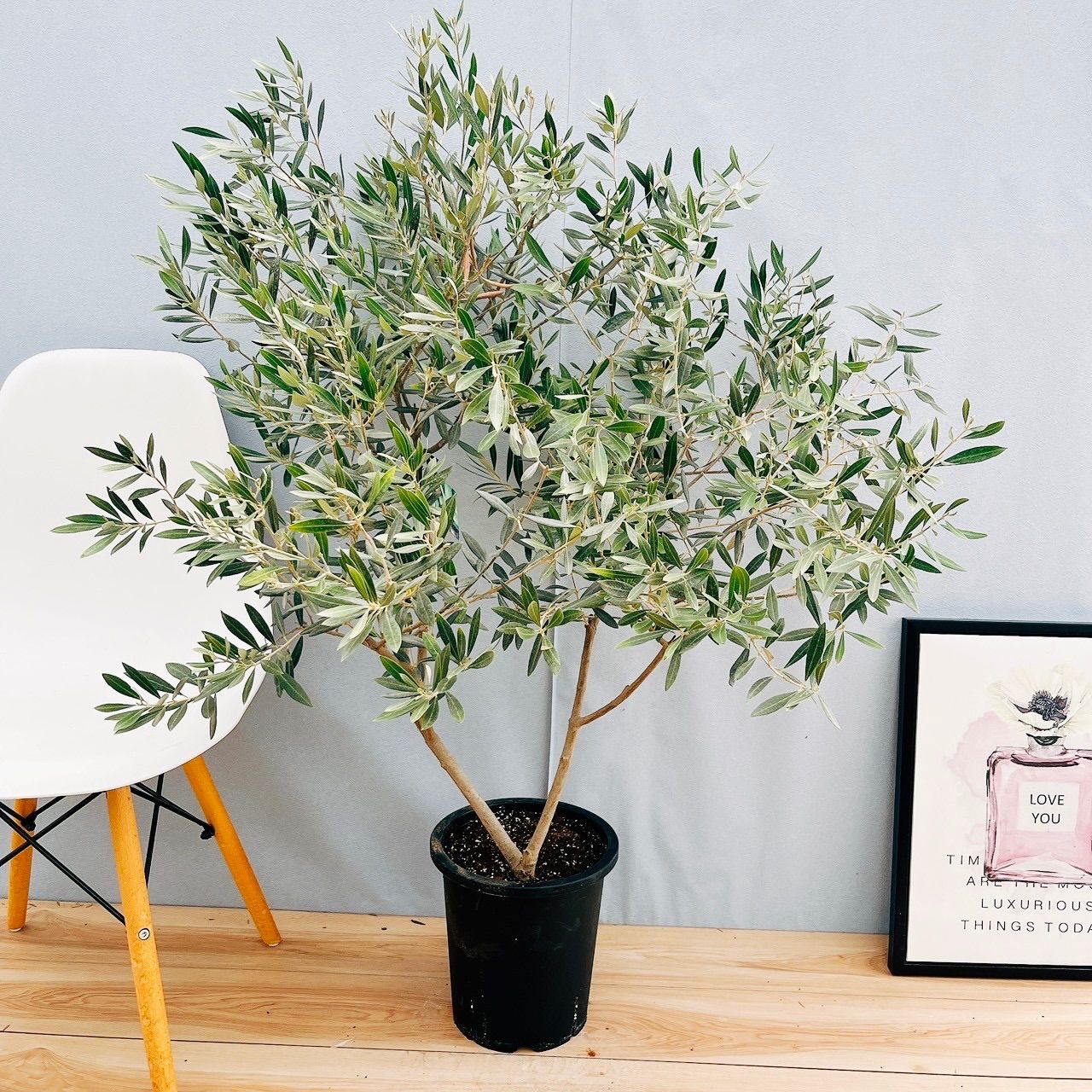 現品 おすすめ 21番 創樹 オリーブ ピクアル 8号 観葉植物 屋外 souju 珍しい かわいい おしゃれ