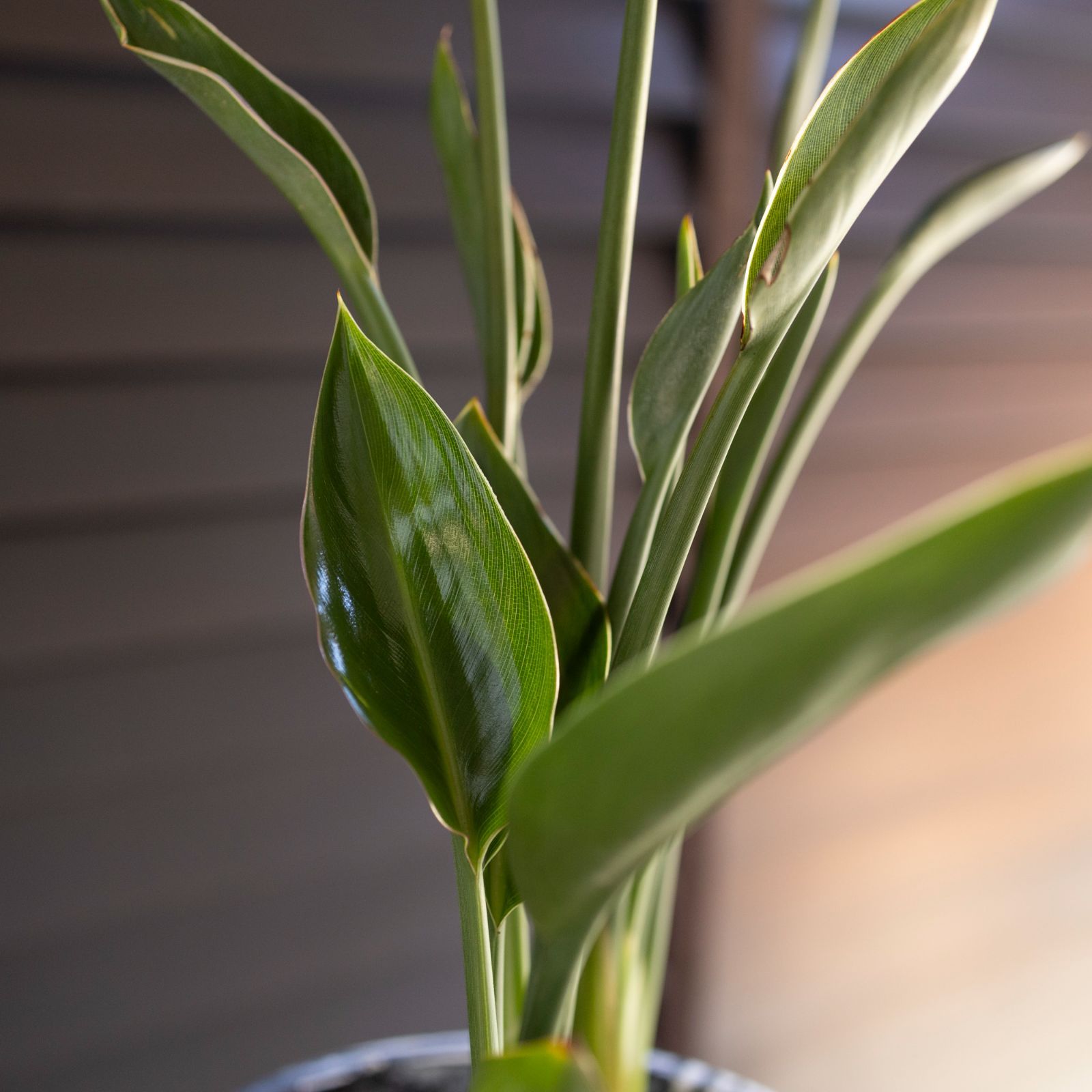 ストレリチア ユンケア ノンリーフ 5号 マーブル樹脂ポット オーガスタ 観葉植物 極楽鳥花 - メルカリ