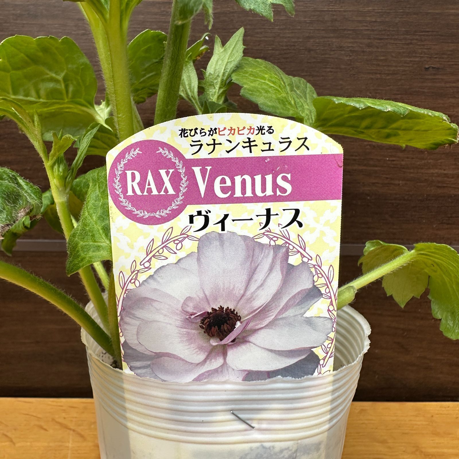 ラナンキュラスラックス苗 3品種 【公式通販】