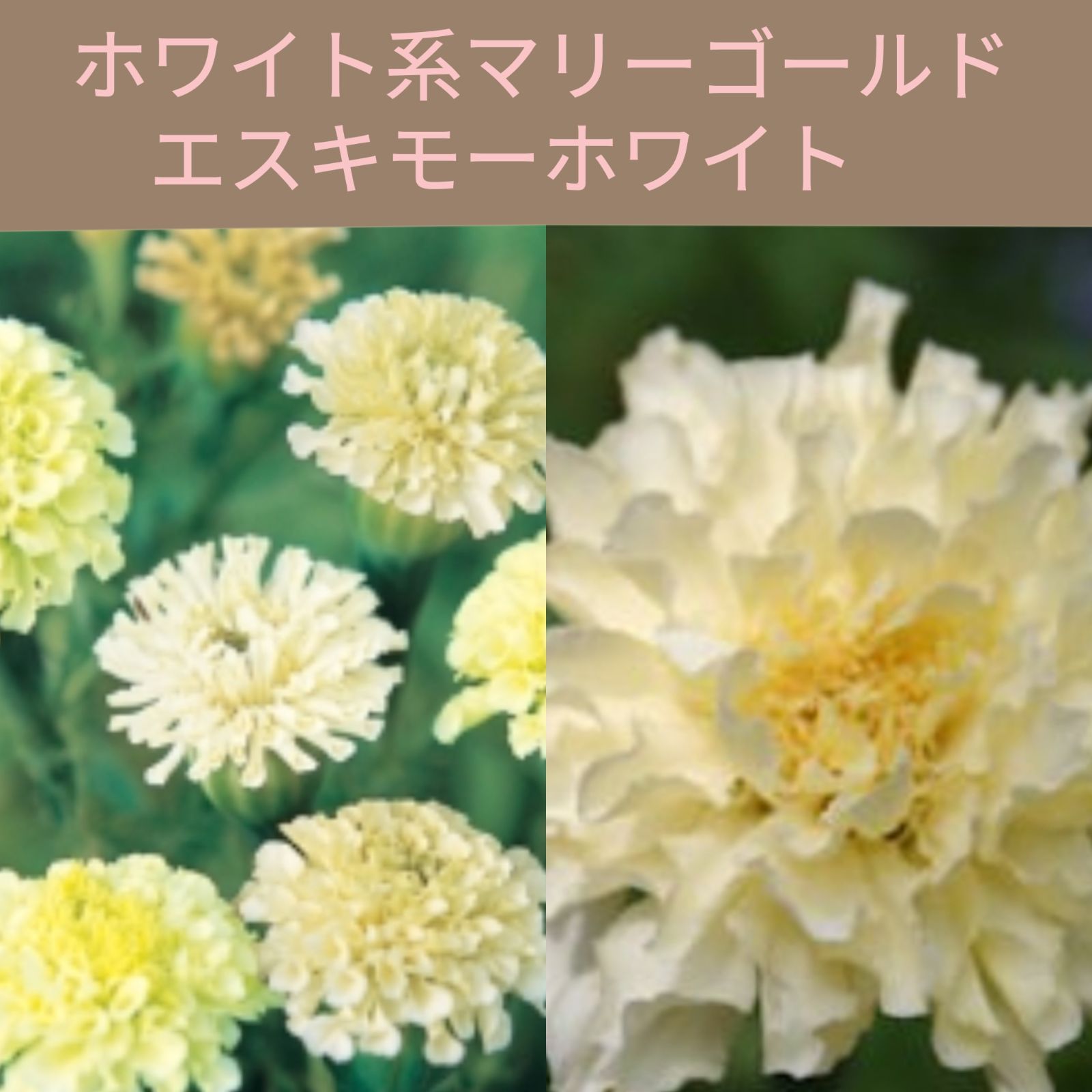 「マリーゴールド」の麻ポジャギ マリーゴールド」の麻ポジャギ ポジャギ オクサ絹布 36cm×20cm×4
