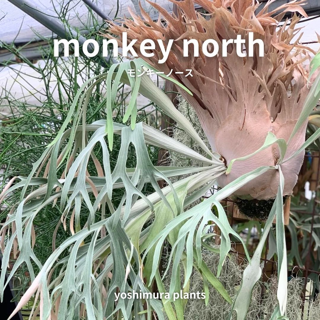 胞子] monkey north モンキーノース ビカクシダ - メルカリ