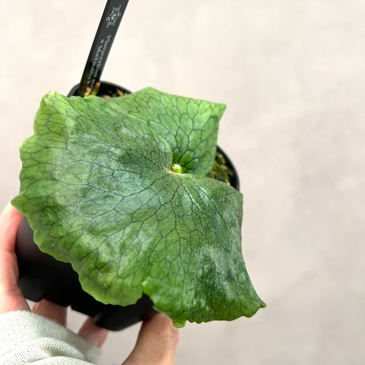 ビカクシダ　P.superbum dwarf Amazon.co.jp: ビカクシダ P. Superbum dwarf spore スパーバム