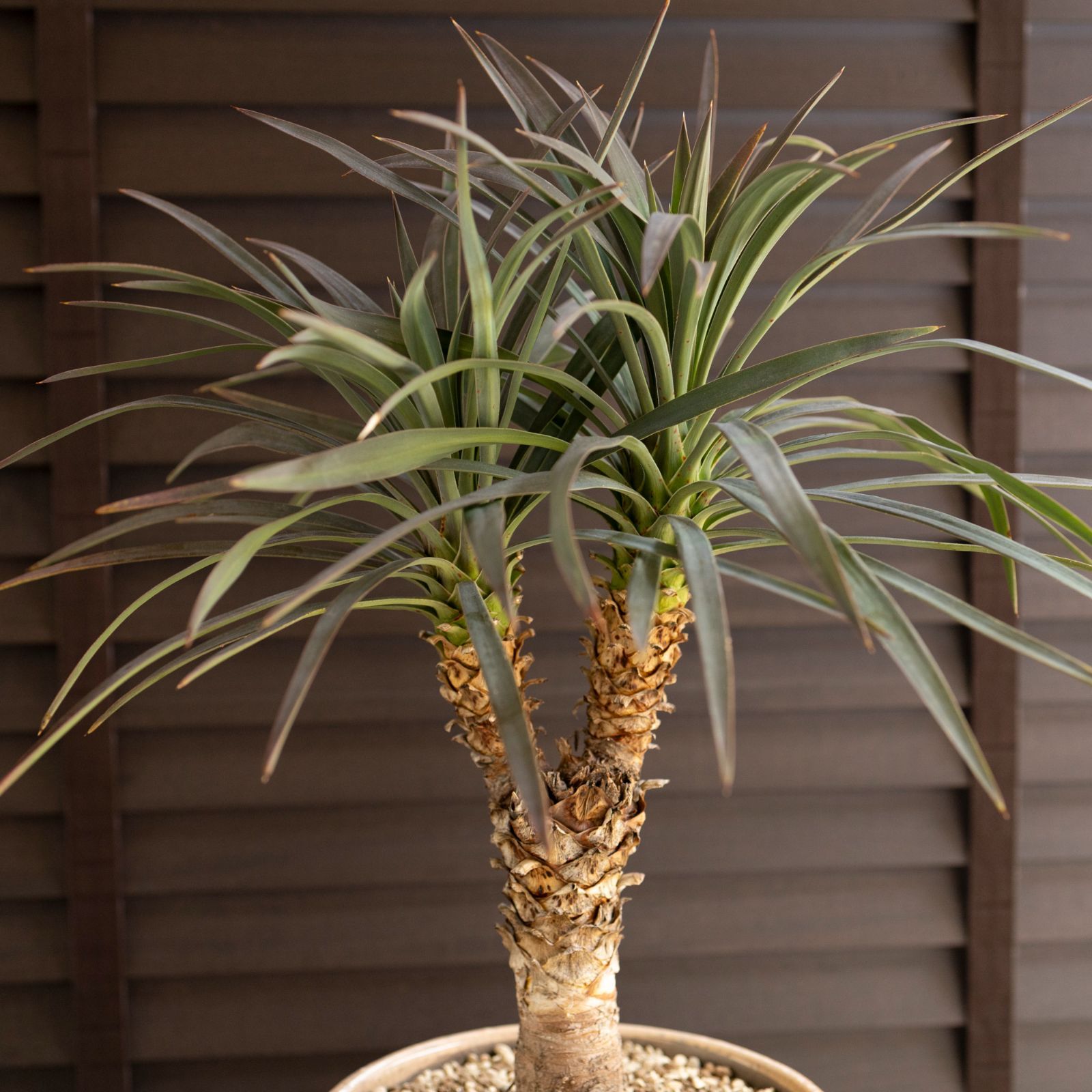 ユッカ デスメティアーナ ブランチ 多頭 6号 スネーク鉢 Yucca