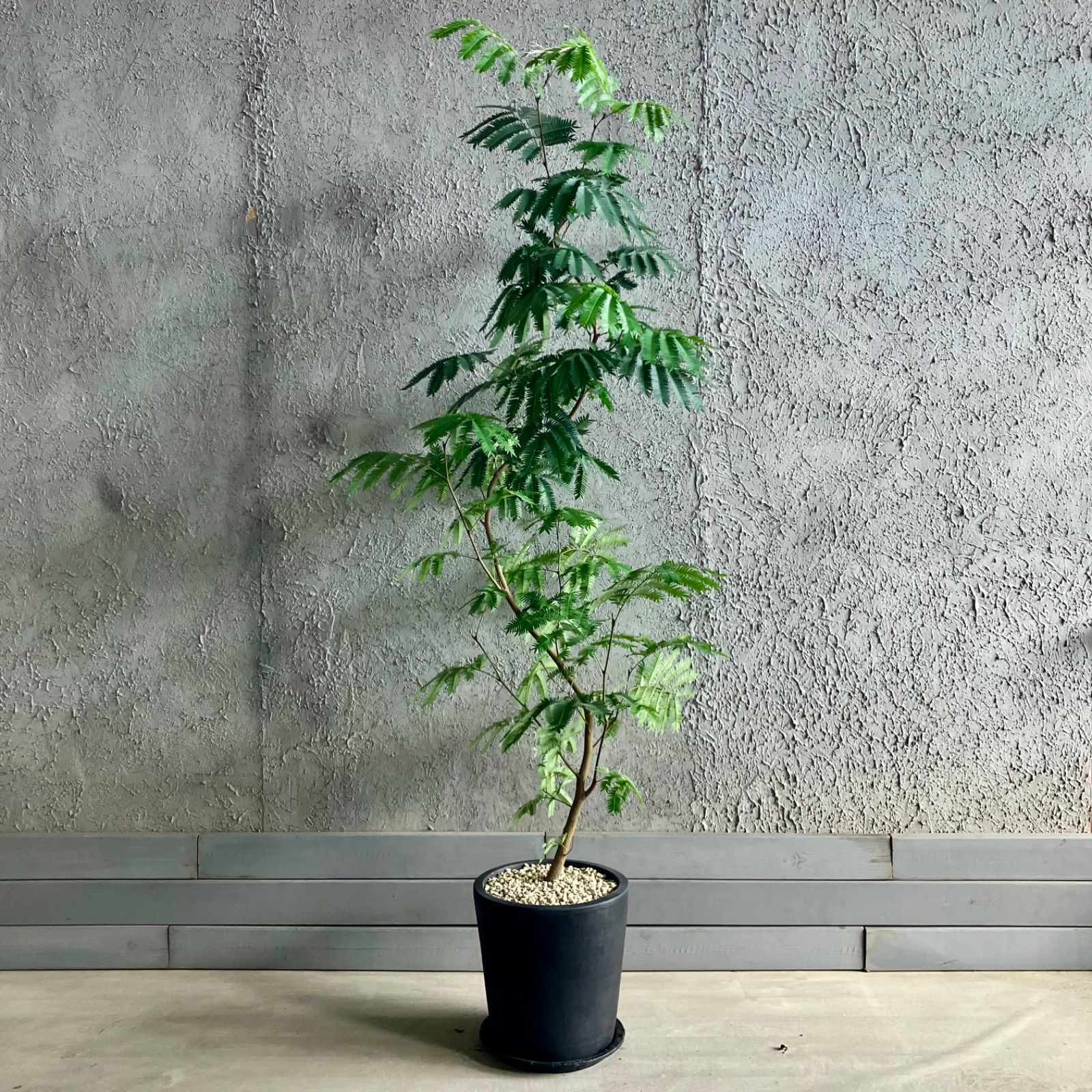 特大 曲がり仕立て エバーフレッシュ 10号 テラコッタ鉢植え アンティーク風 受け皿付き