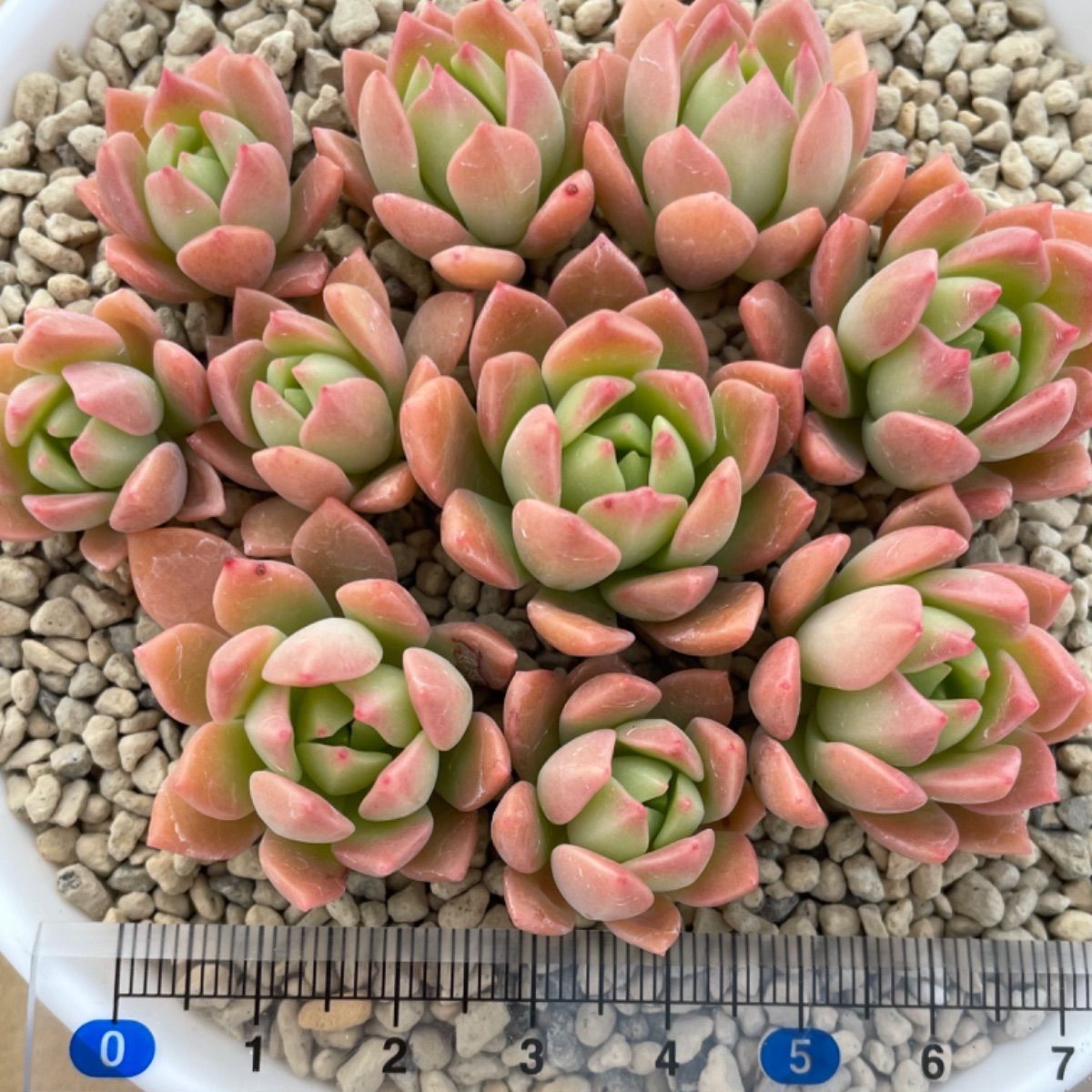 marukoです　　　多肉植物 カット苗 134.チョコレート錦 カット苗 多肉植物 - メルカリ