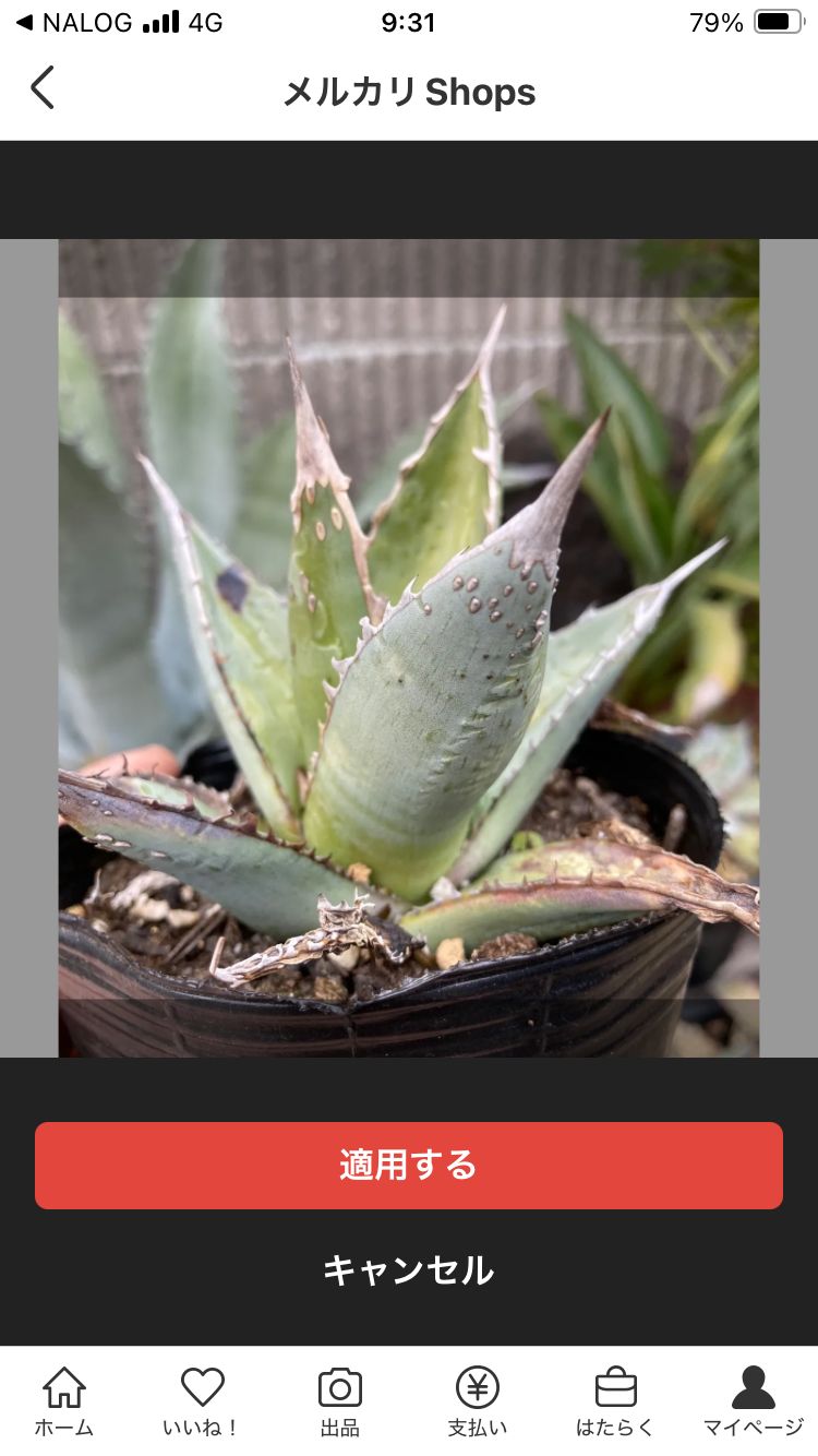 アガベ 実生 パープソラム④+① 特選】【選抜】【大株】アガベ 実生