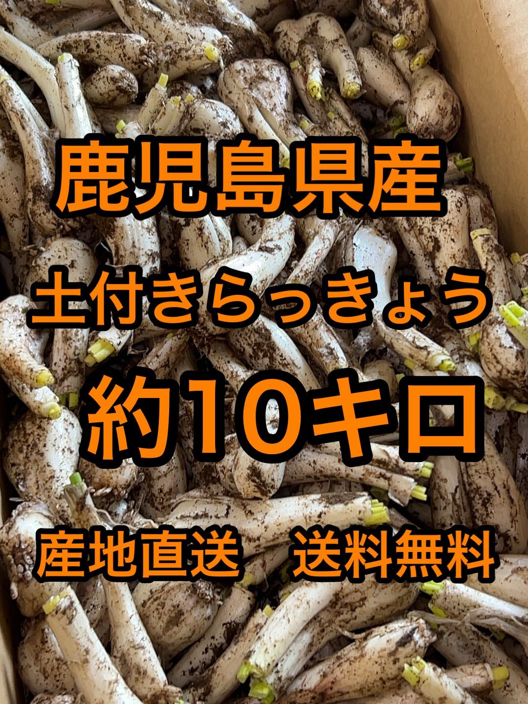 鹿児島県産　土付きらっきょう　約10キロ　p 鹿児島県産 土付きらっきょう 約10キロ - メルカリ