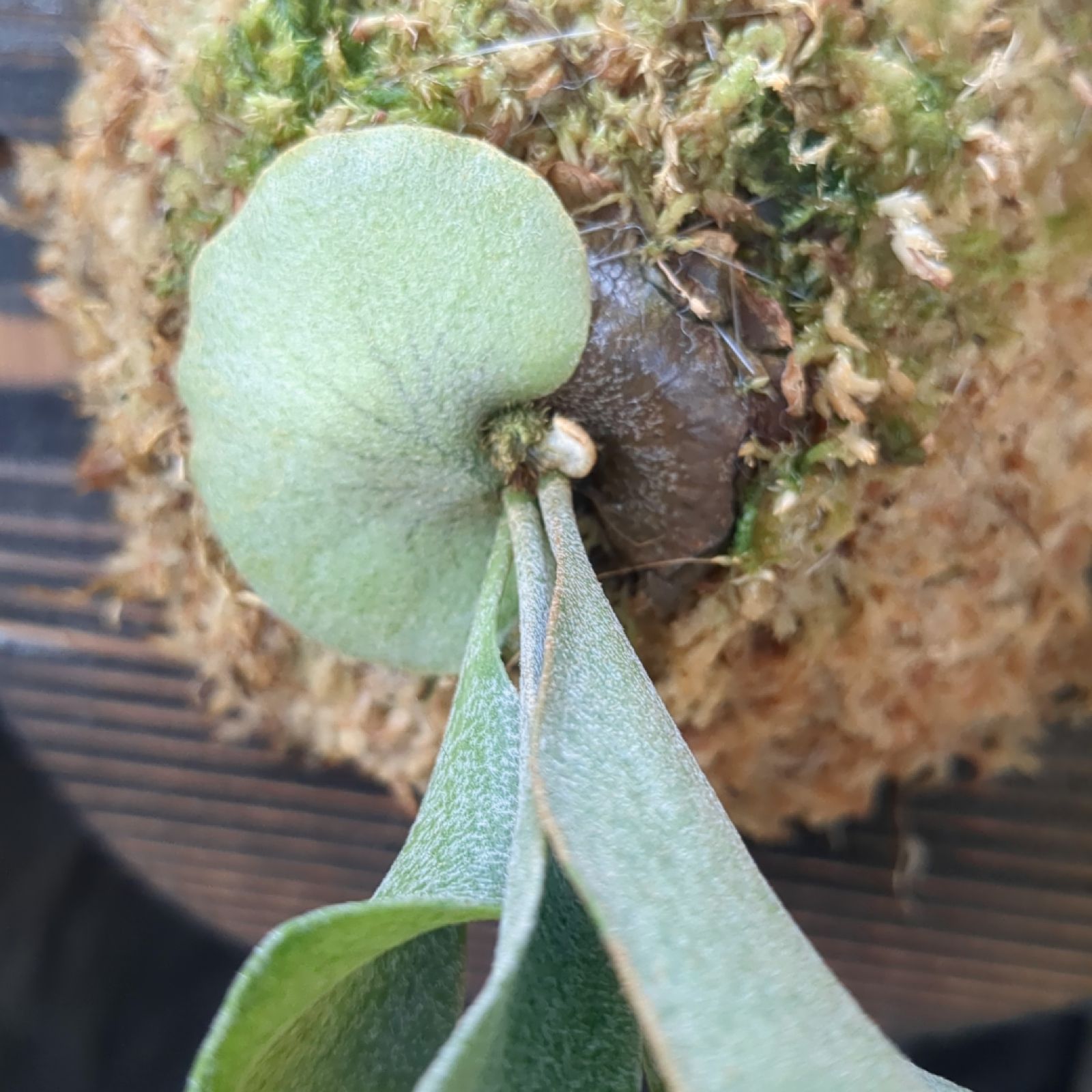 ビカクシダ ホワイト ギズモ 胞子培養株 現品発送 P. white gizmo B