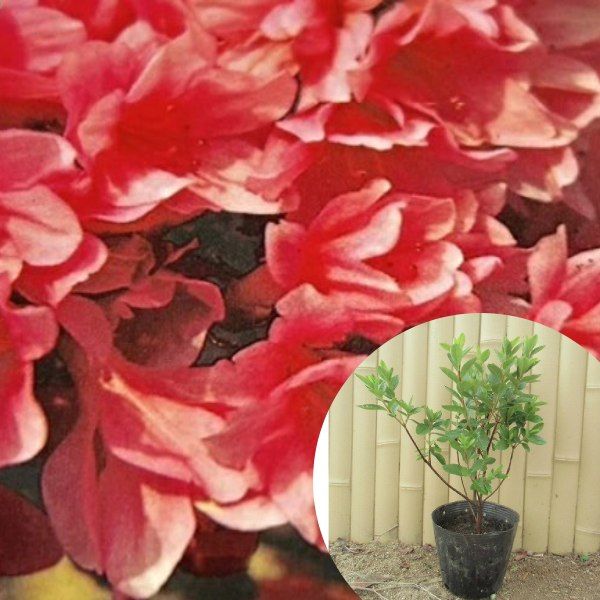 418 504マグノリア　2品同梱ポット発送メルカリ 便 418 504マグノリア様専用 2品同梱ポット発送メルカリ 便