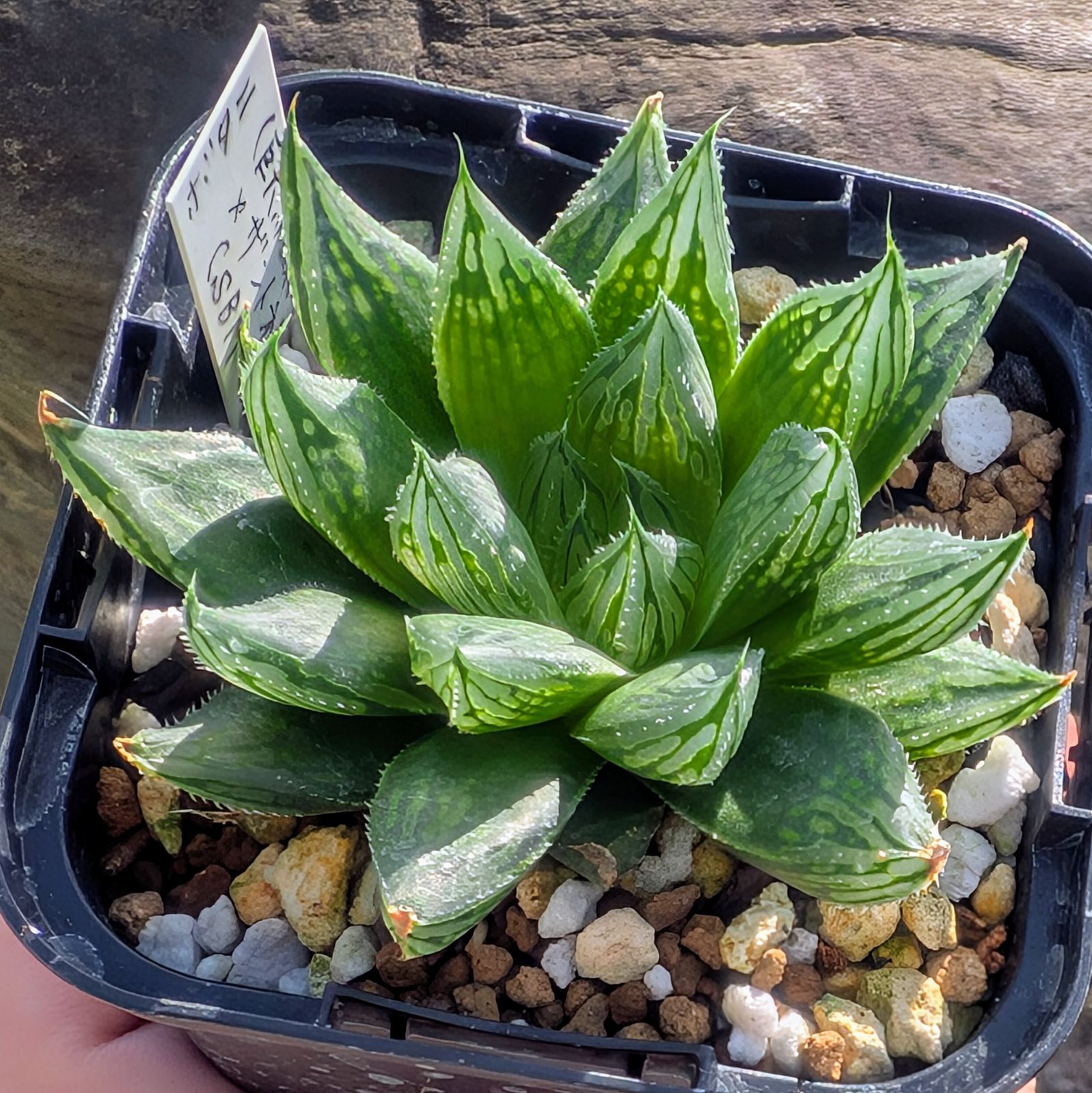 青緑と赤の多肉植物 中型*2 85f1a710657e66724381de8dfa01c8