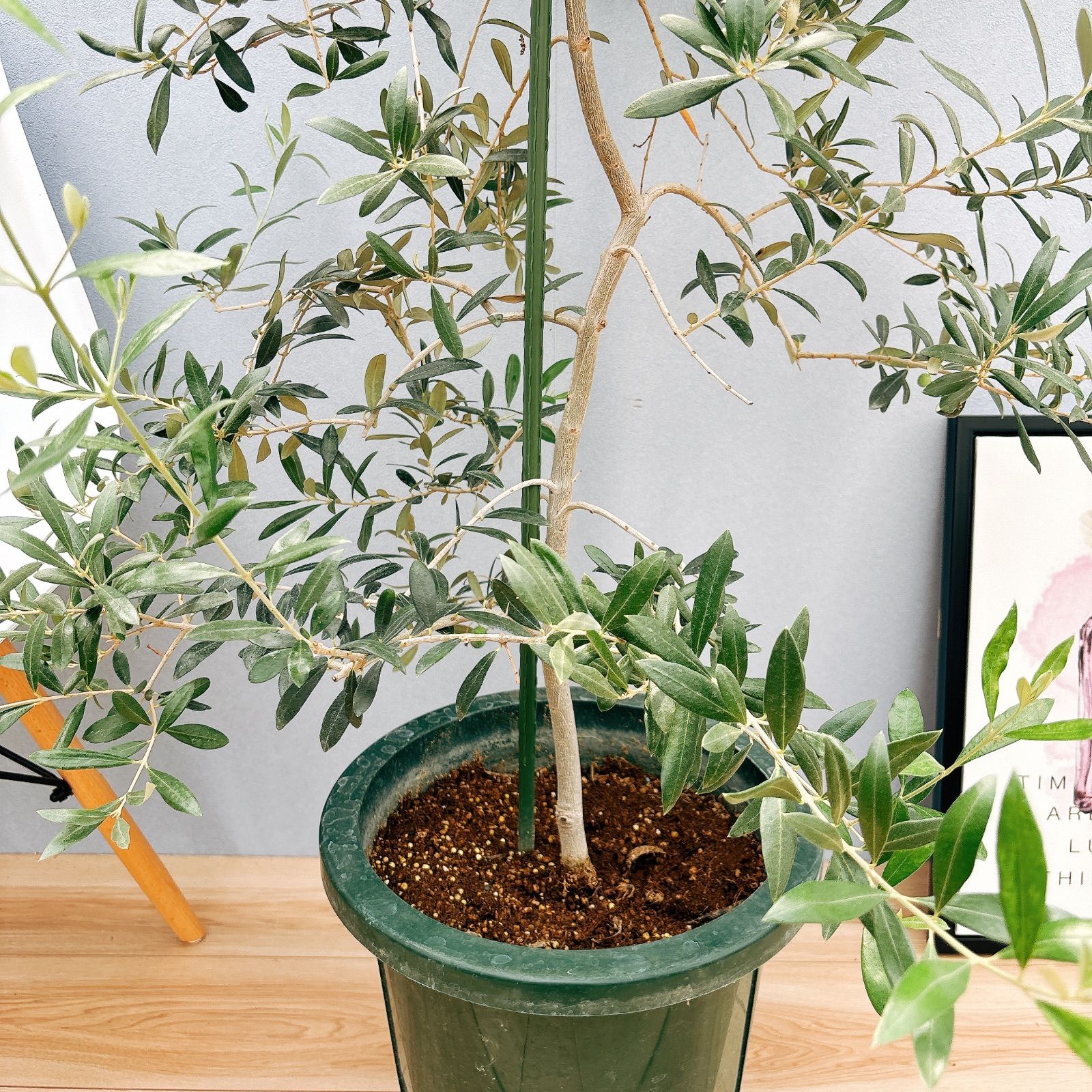 在庫］【希少】 オリーブ アルベキーナ 10号 観葉植物 レア 大型