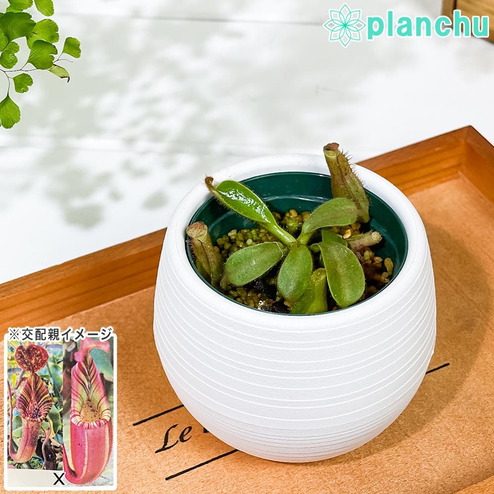 有機化学 良い 森山 剛一郎著 古書 10％値下げしました